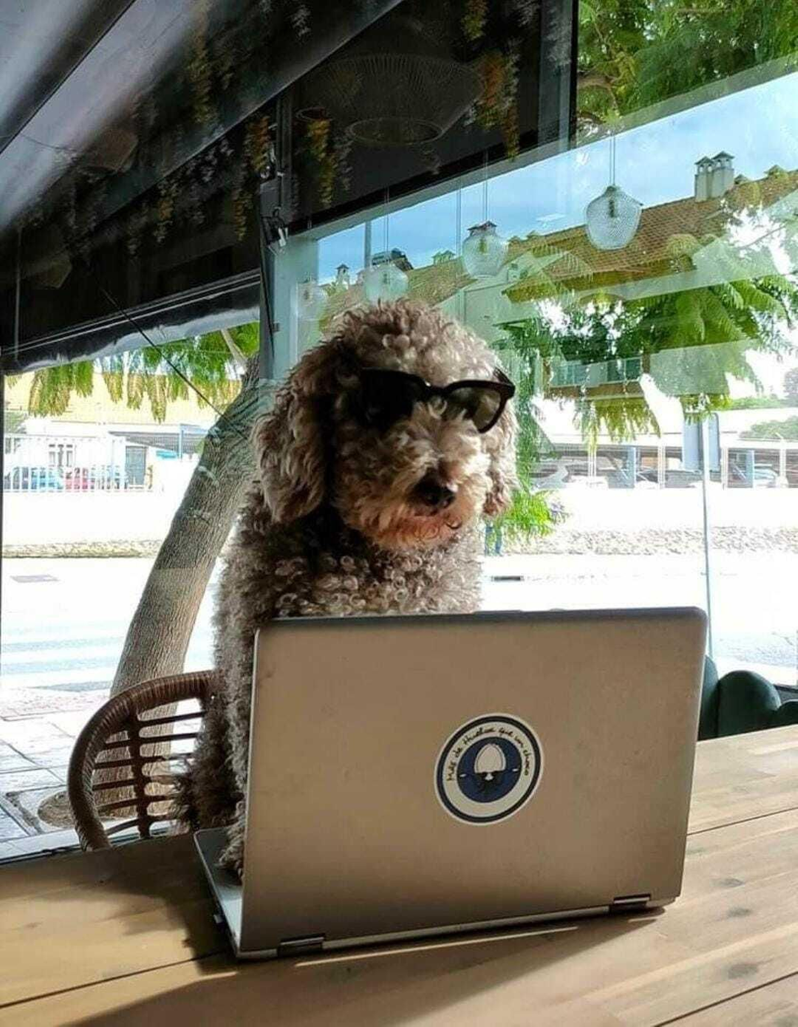 Pincho teletrabajando en 'Zorro Viejo Huelva'
