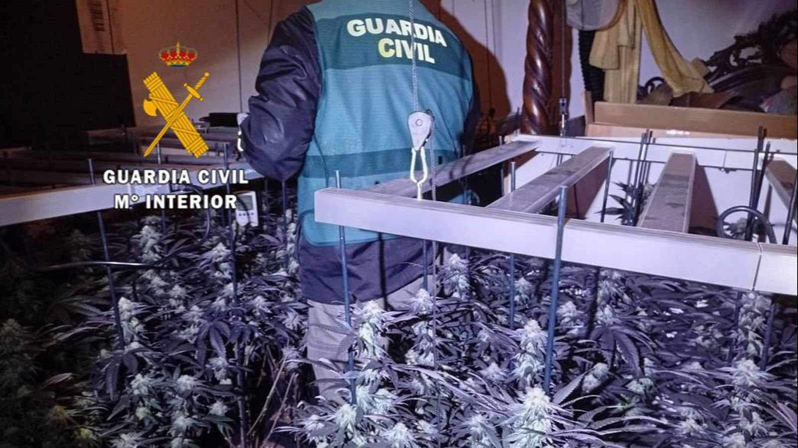 Plantación de marihuana en Arenas.