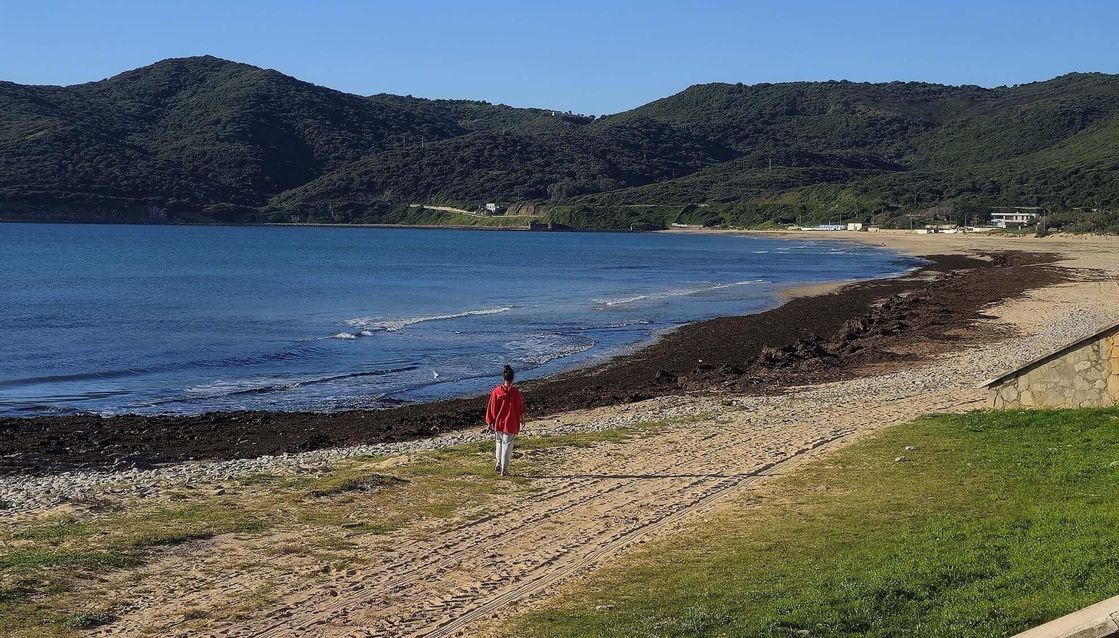 Imágenes del manto de alga parda en la playa de Getares