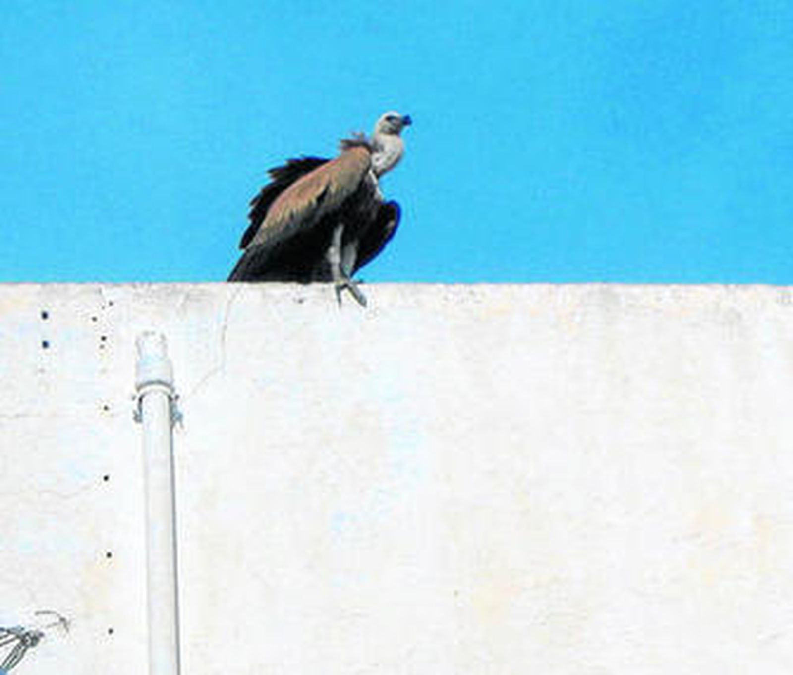 Vecinos y curiosos hicieron fotos al animal.