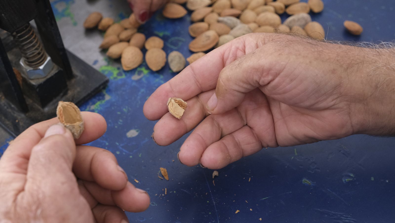 Imágenes de la almendra ecológica de Chirivel