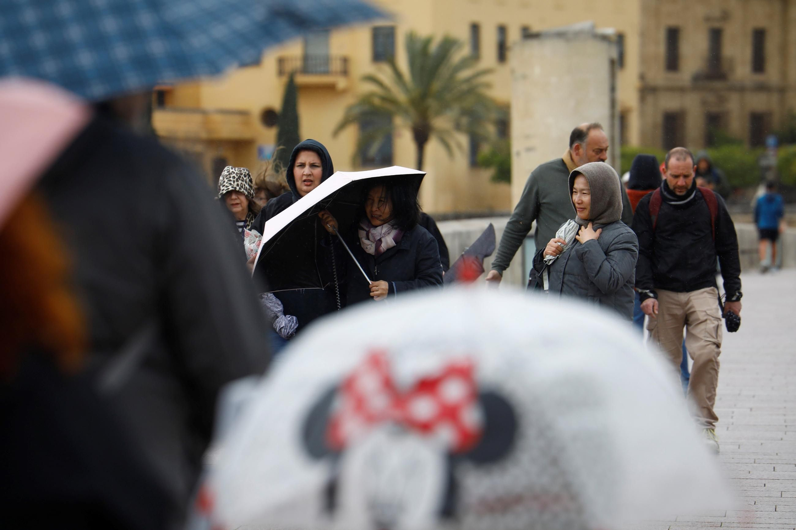La borrasca Martinho aprieta en Córdoba, en imágenes