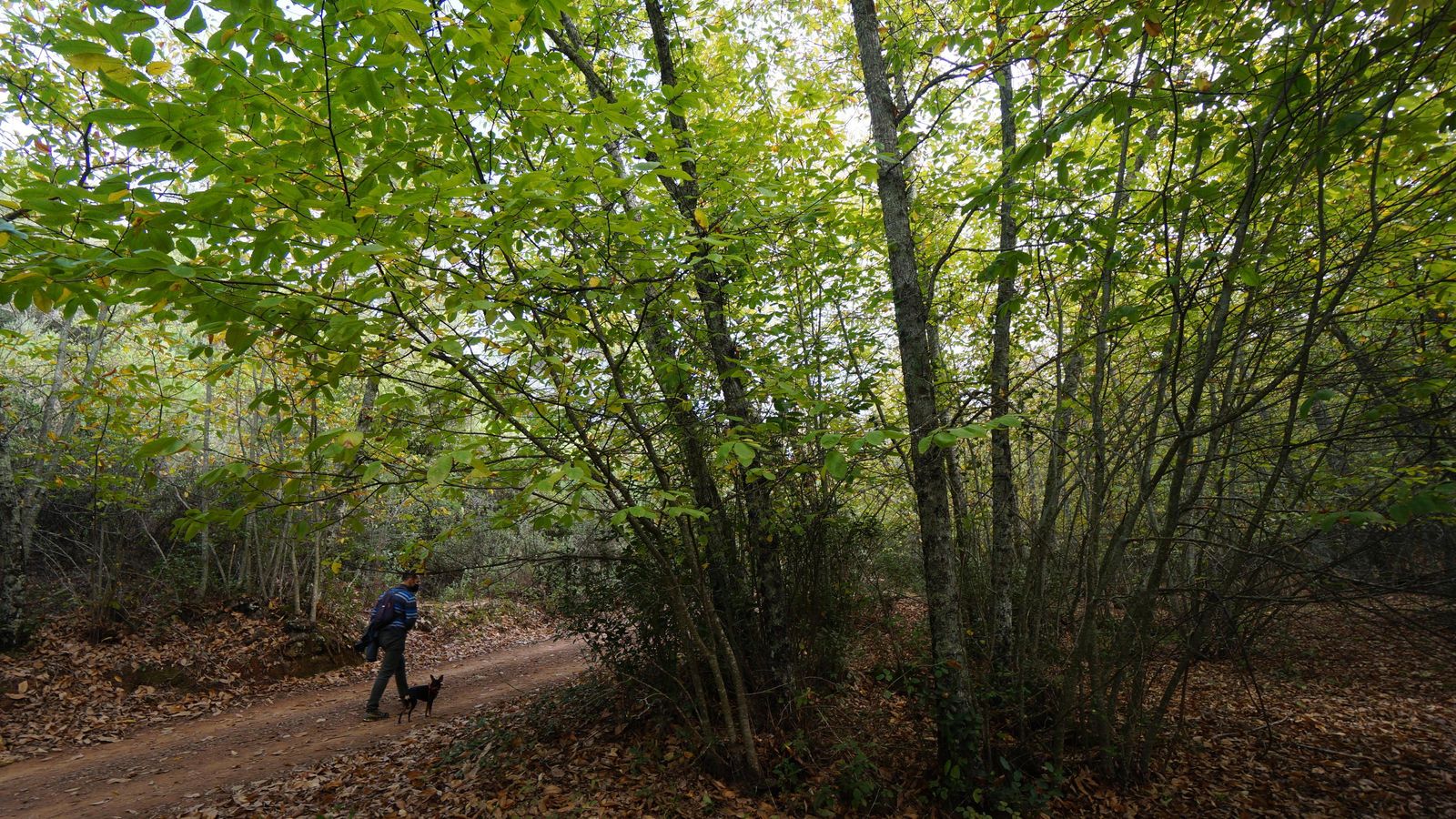 Castaños en Valdejetas.