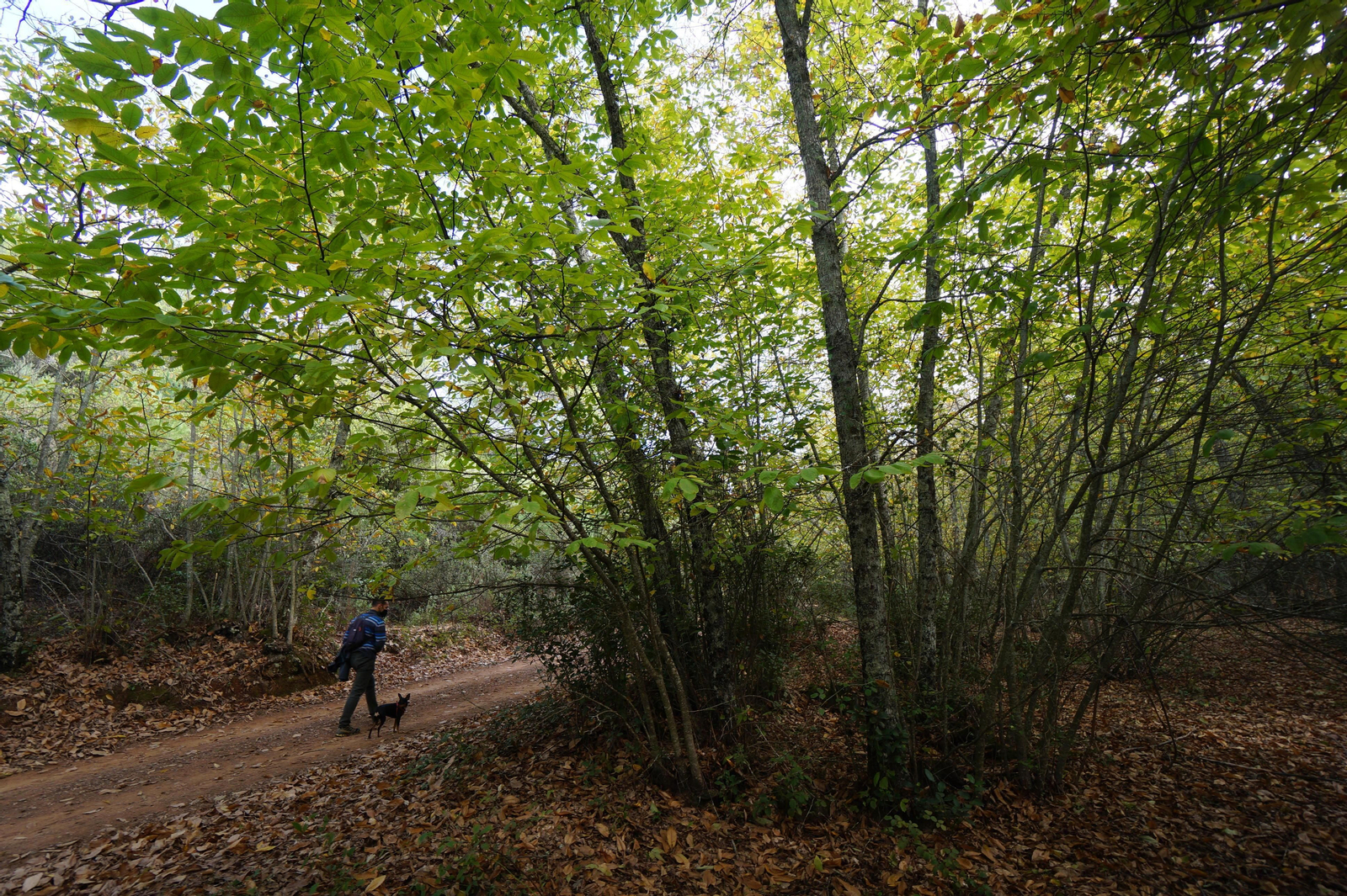 Un paseo en fotografías por el castañar de Valdejetas en la Sierra de Córdoba