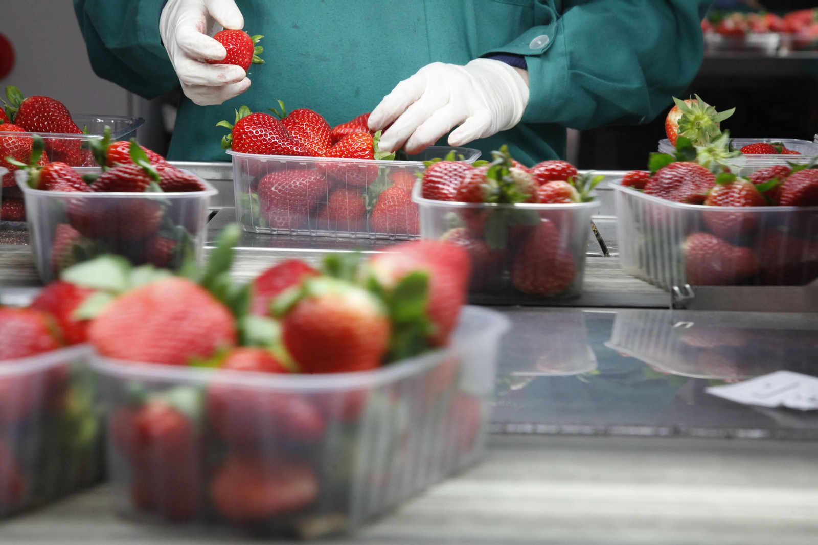 Envasado de fresa en tarrinas.