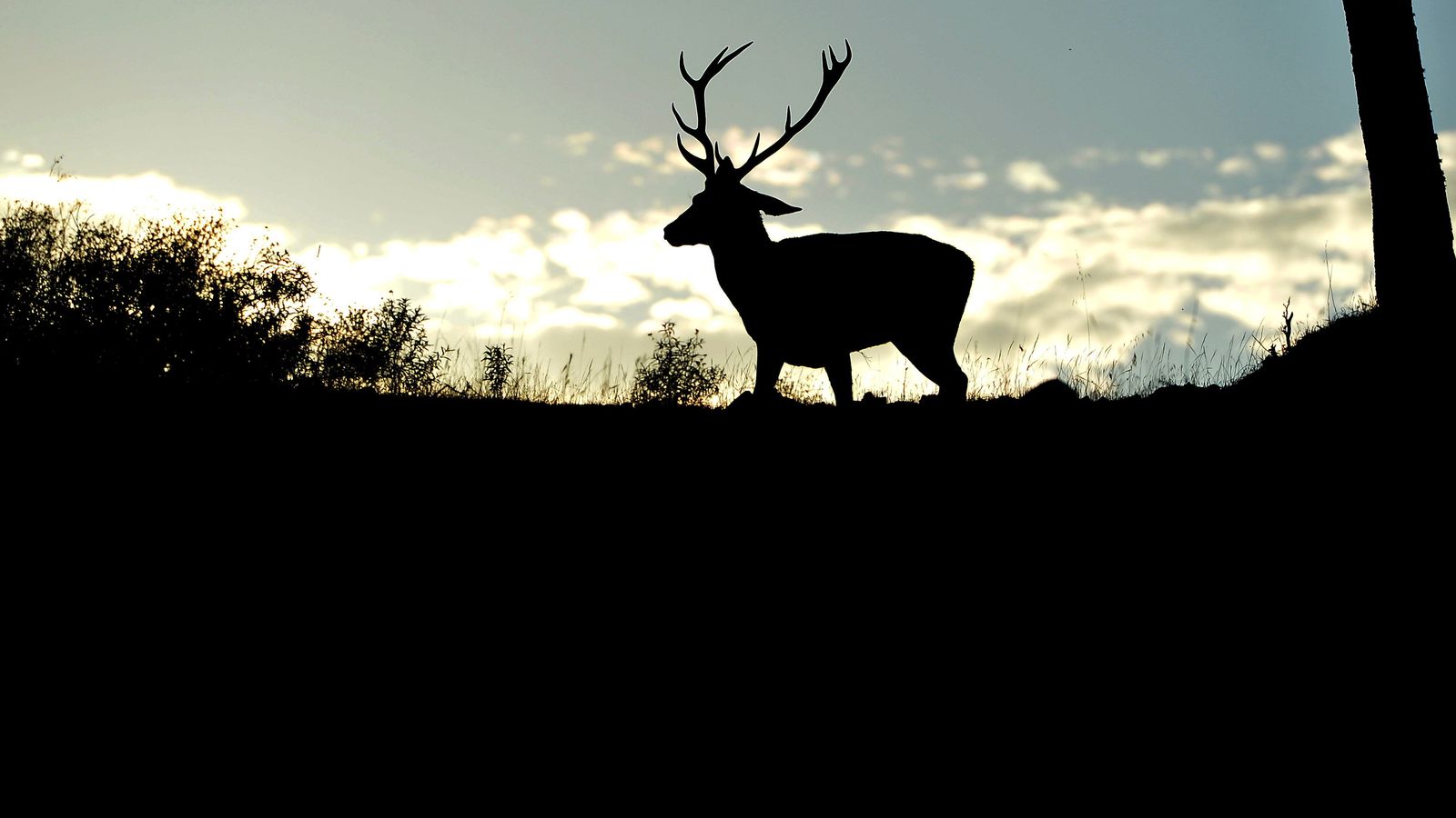 Un ejemplar de ciervo en la sierra al atardecer