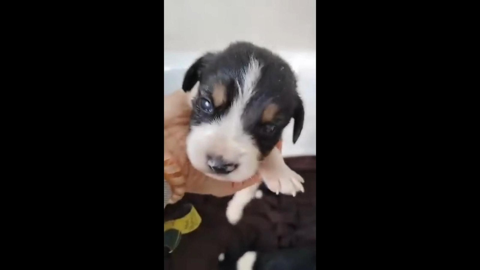 Camada de cachorros abandonada en una caja.