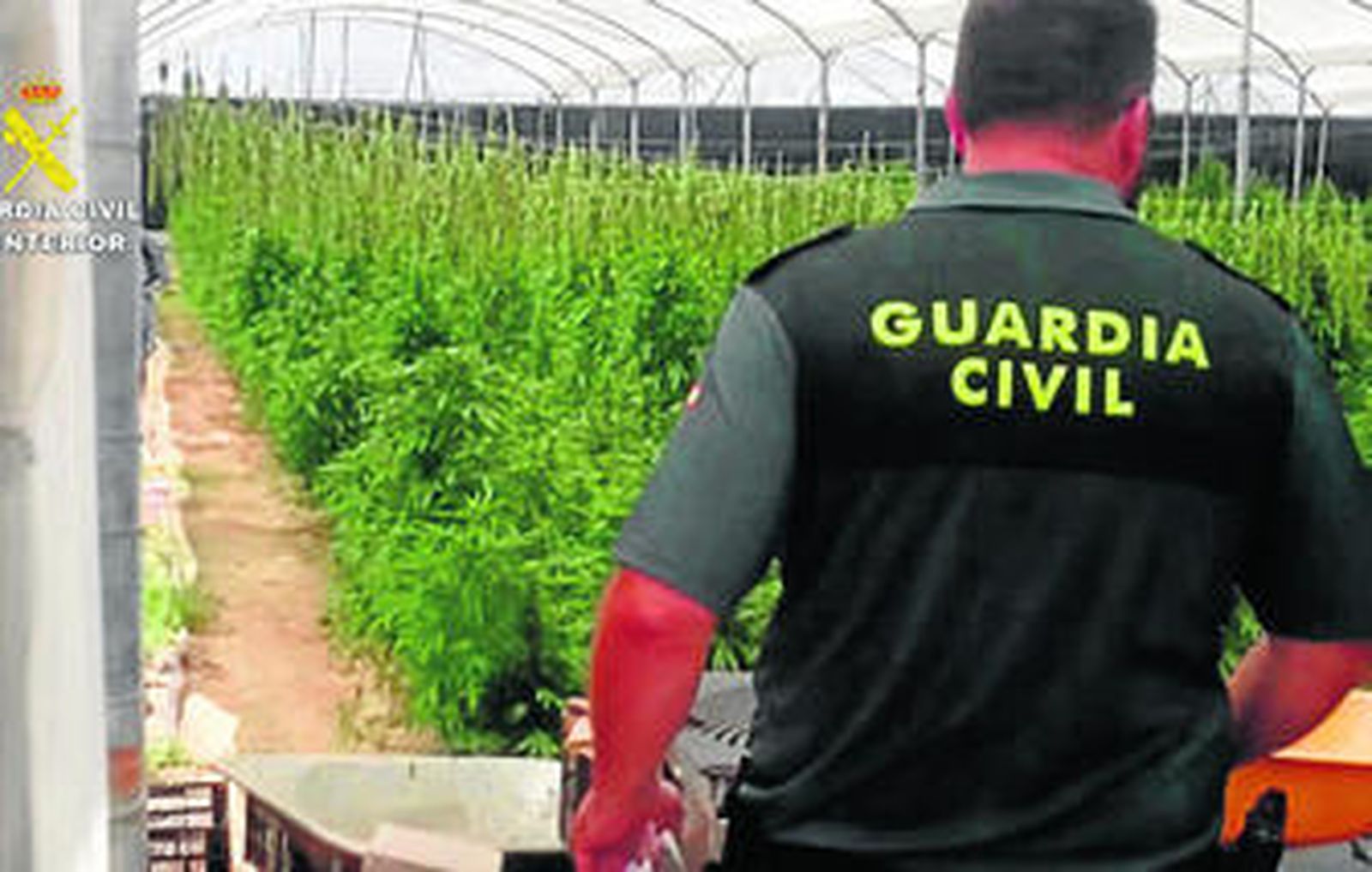 Un agente de la Guardia Civil inspecciona la plantación.