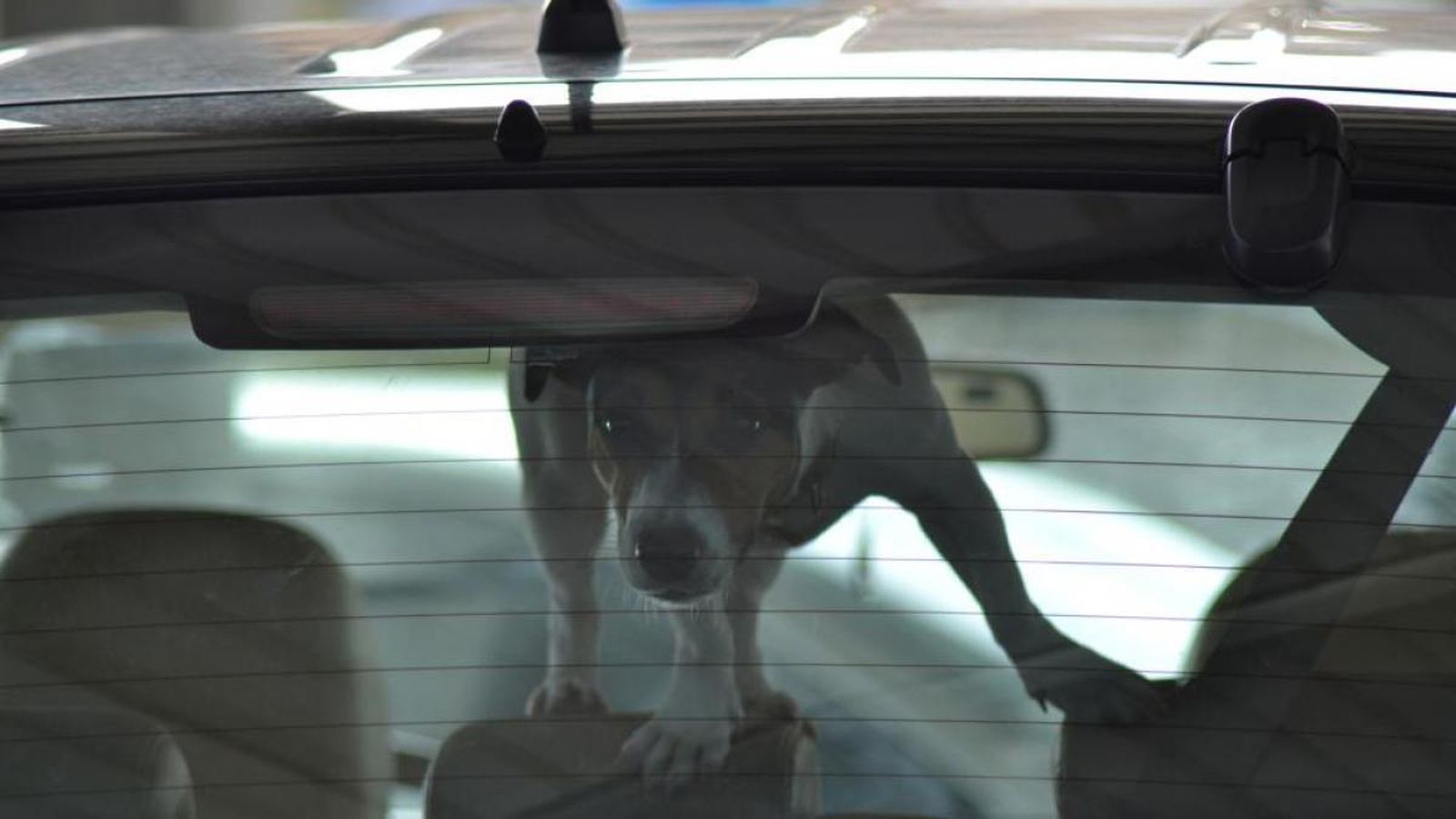 Un año de cárcel por dejar a su perro encerrado en el coche en Cazorla a 42 grados