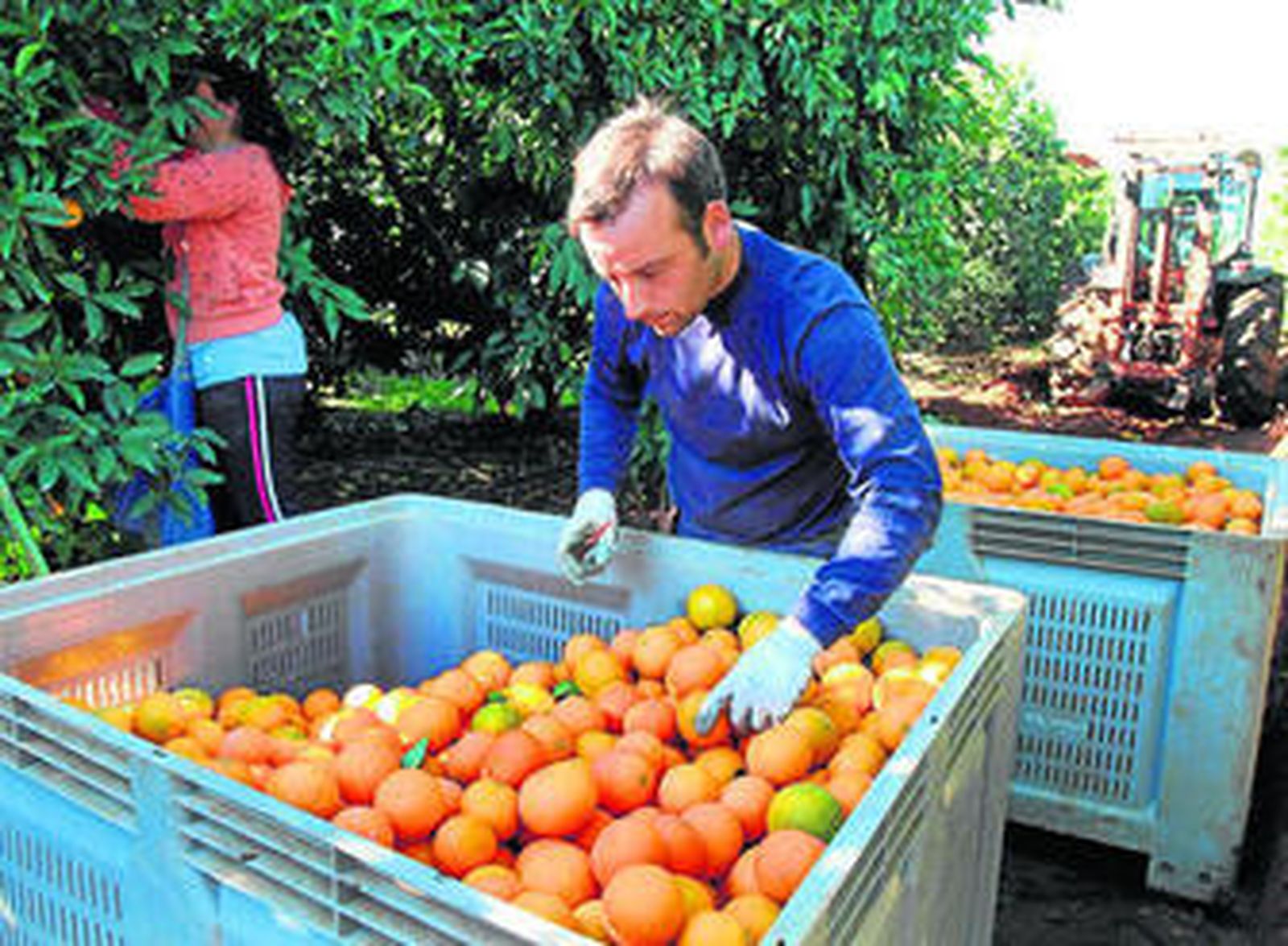 Jornaleros trabajan en la recogida de naranjas en Córdoba.