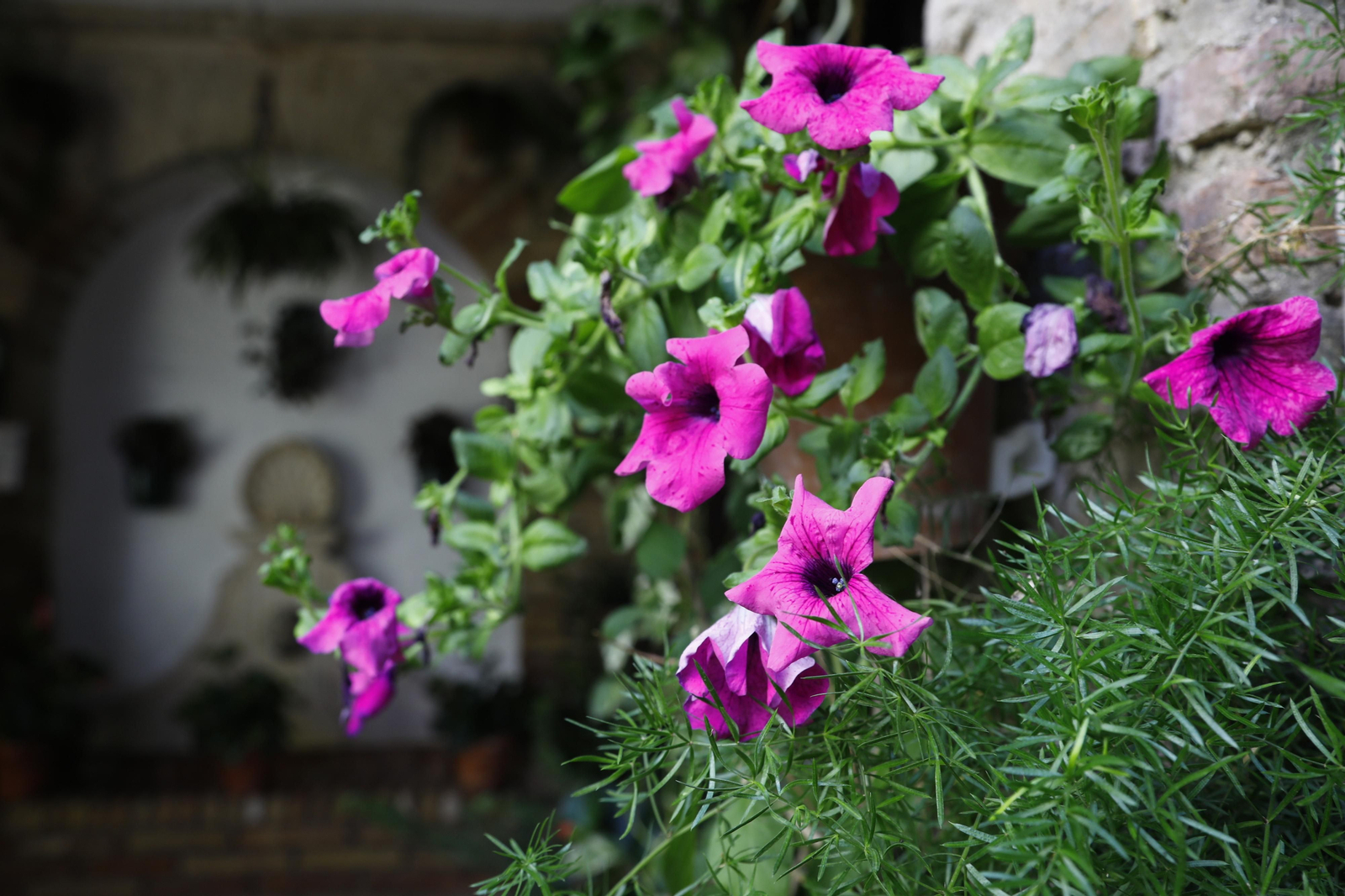 Los Patios de Córdoba se preparan para el fin de semana, en imágenes