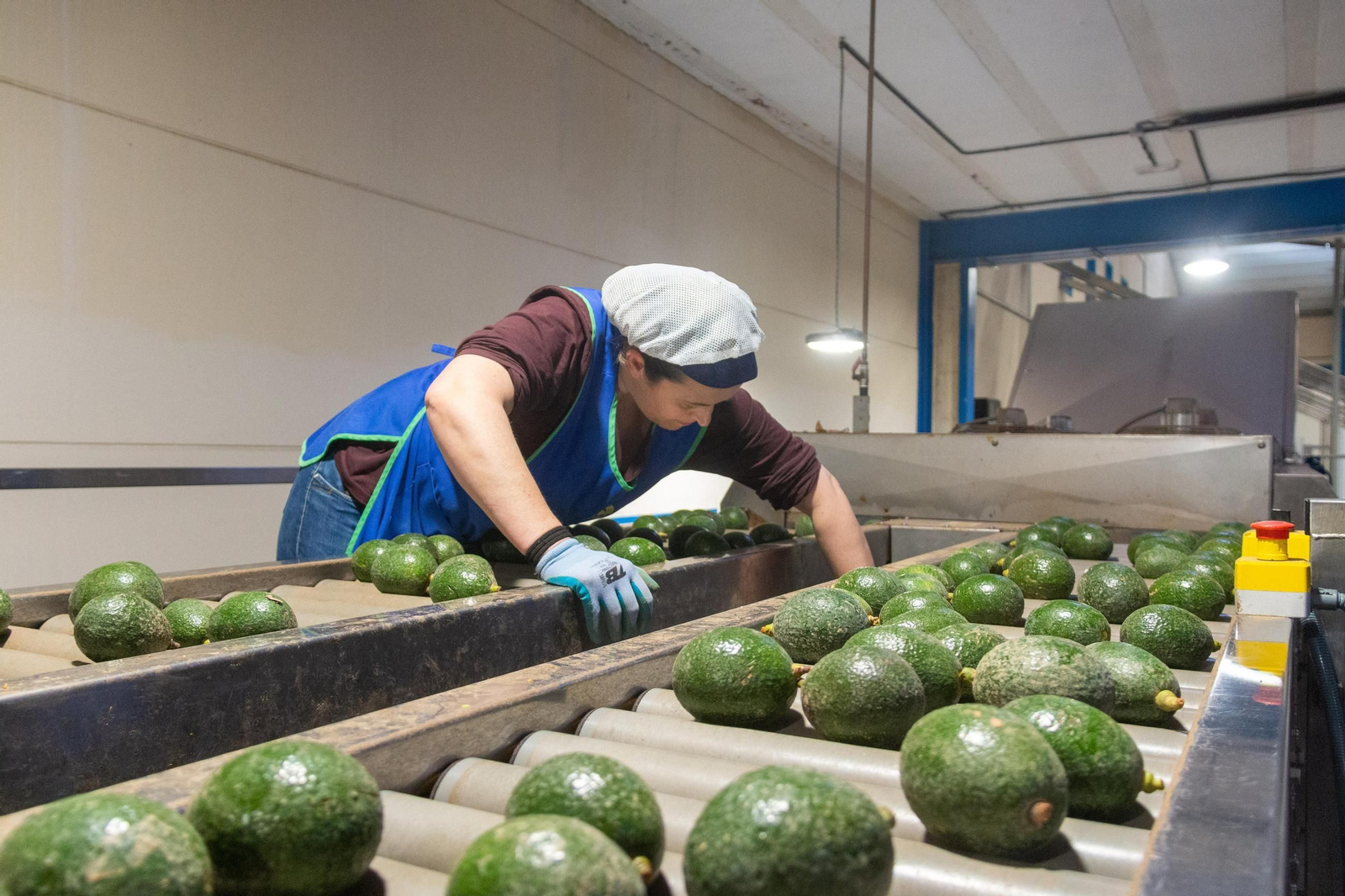 Una trabajadora manipulando aguacates en una empresa de la costa Una trabajadora manipulando aguacates en una empresa de la costa