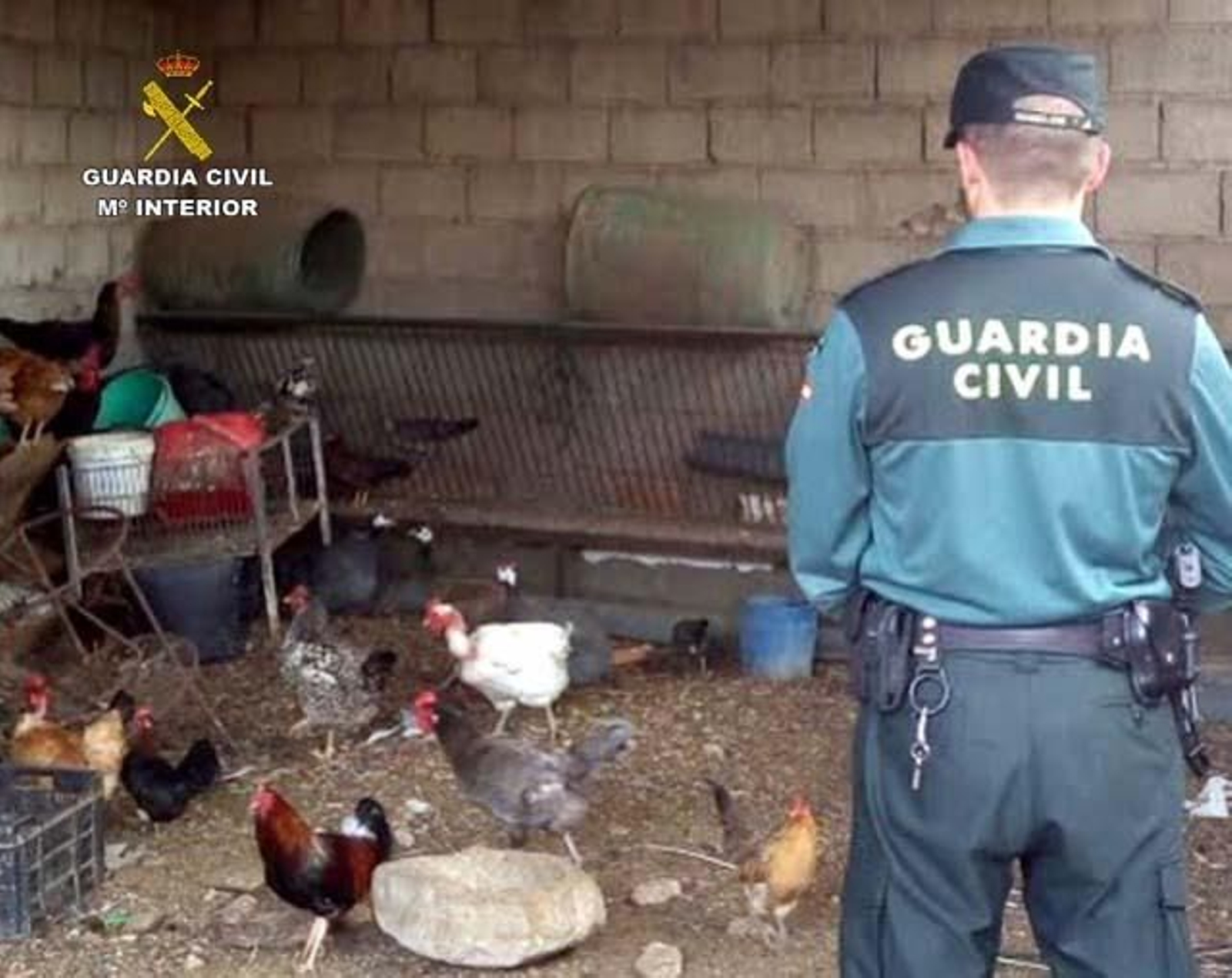 Un agente ante las gallinas.