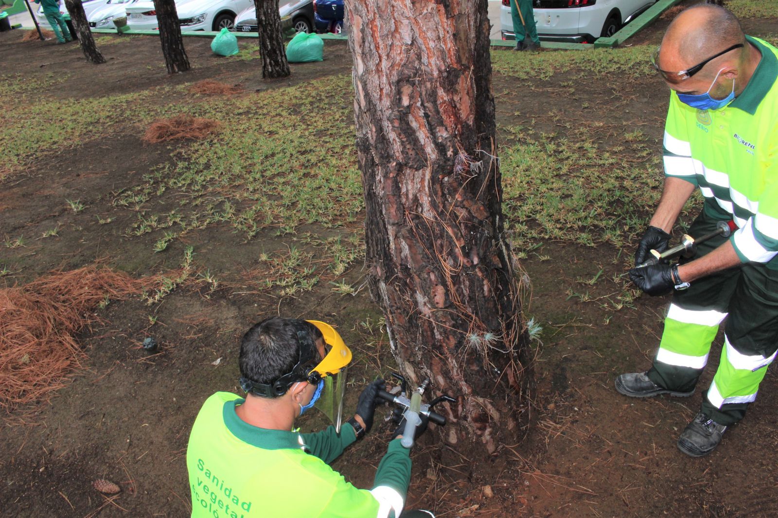 Técnicos tratan un pino con endoterapia para prevenir la procesionaria.