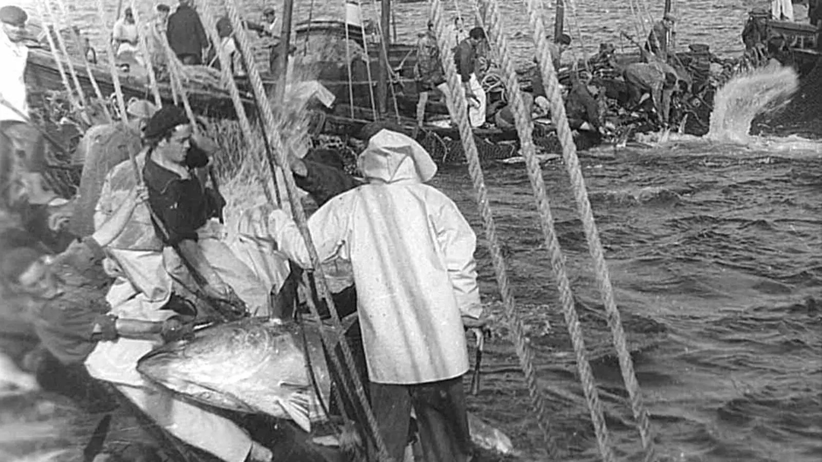 Una levantá de atunes en la almadraba de Sancti Petri en una imagen de 1956.