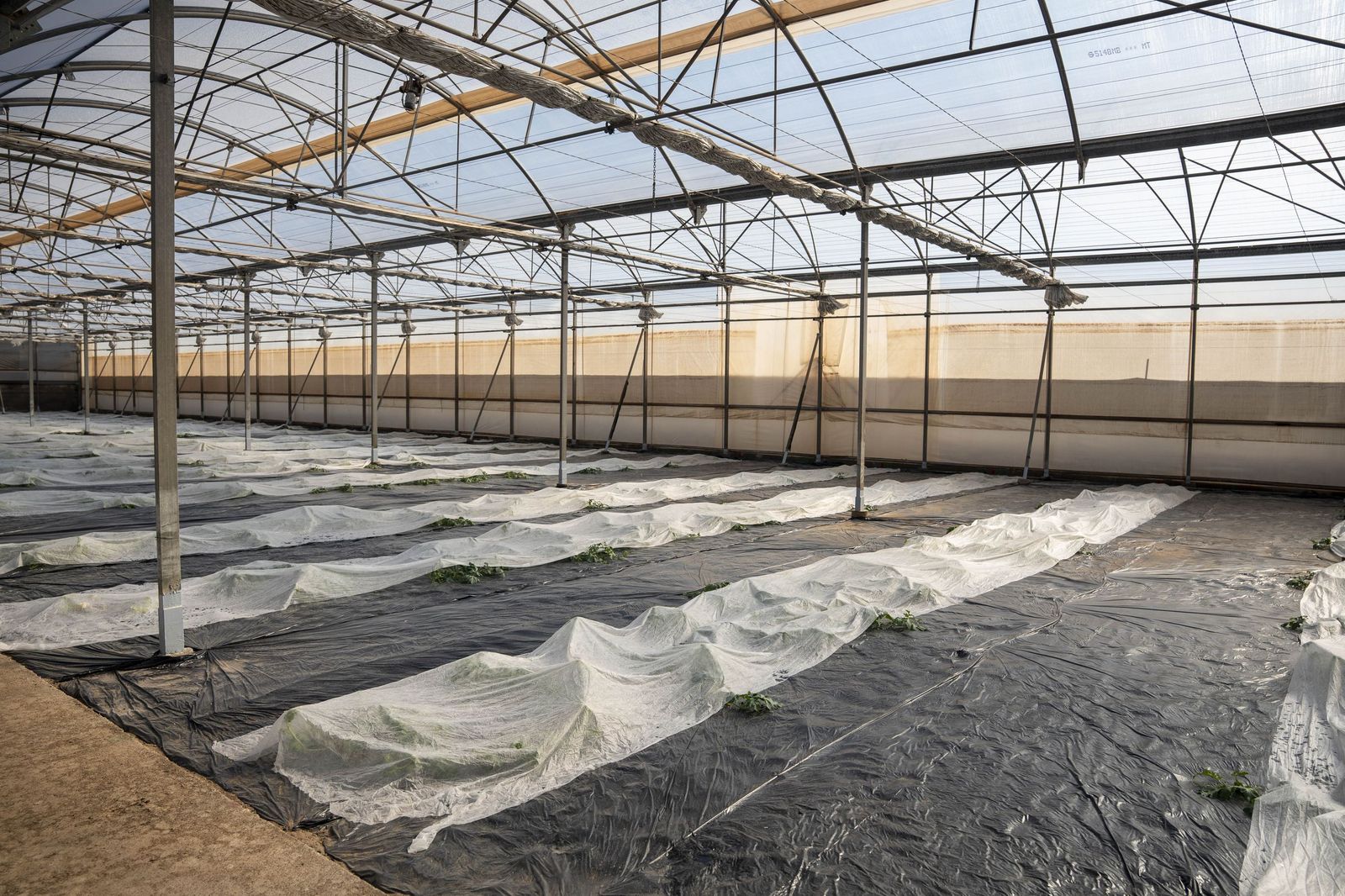 La primavera se planta en invierno entre sandías y tomates almerienses