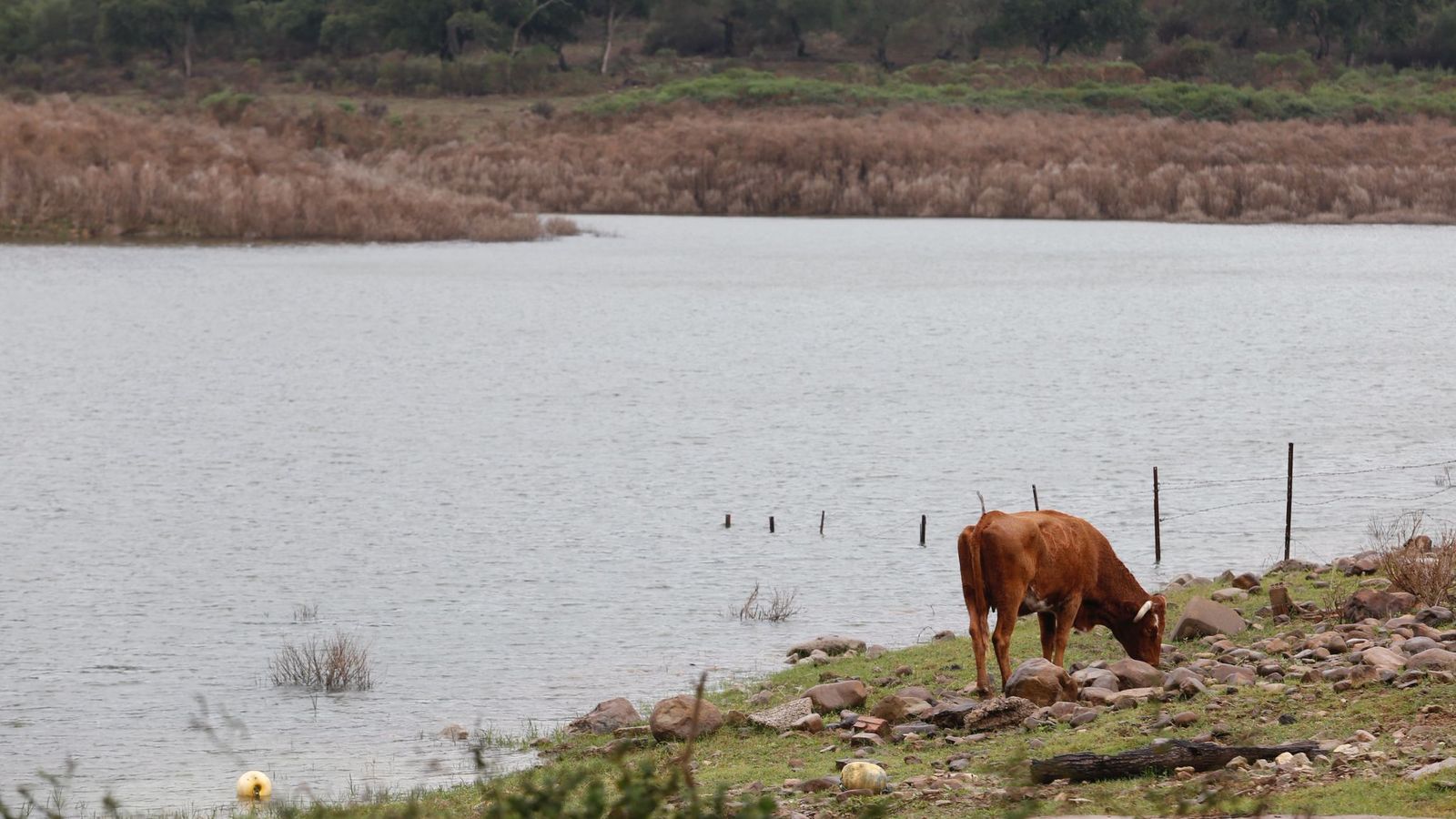 Una vaca pasta junto al embalse de Charco Redondo, el pasado mes de noviembre.