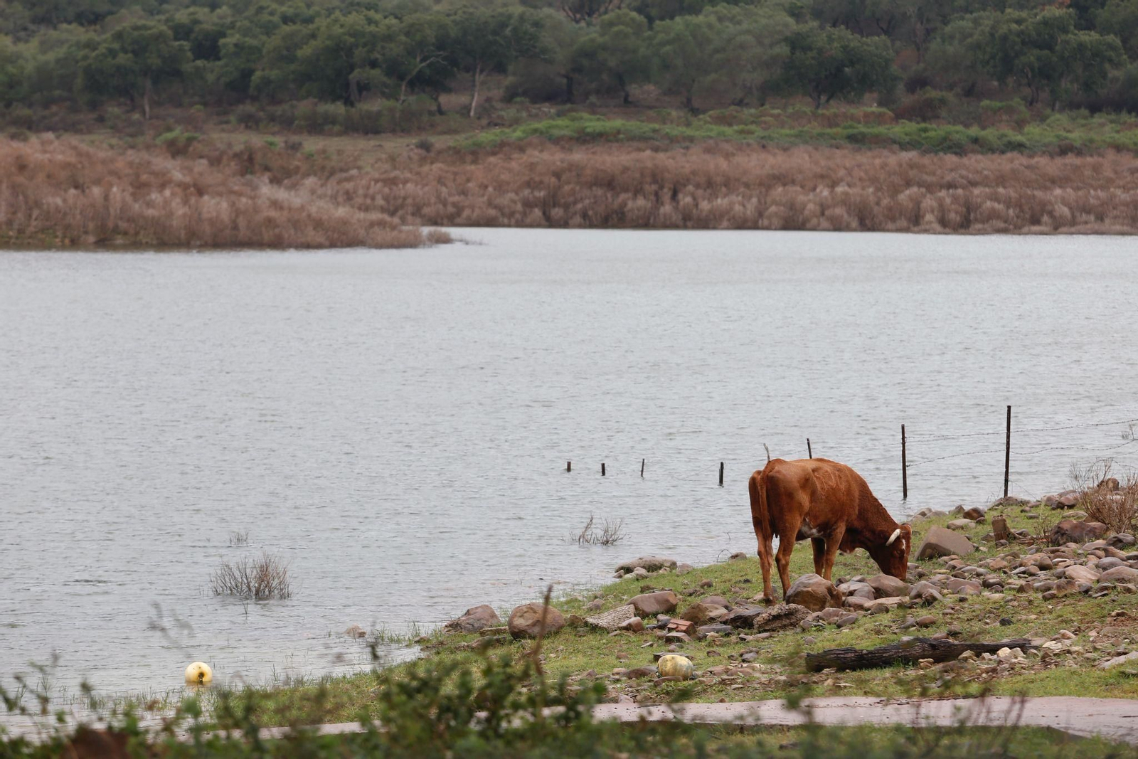 Una vaca pasta junto al embalse de Charco Redondo.