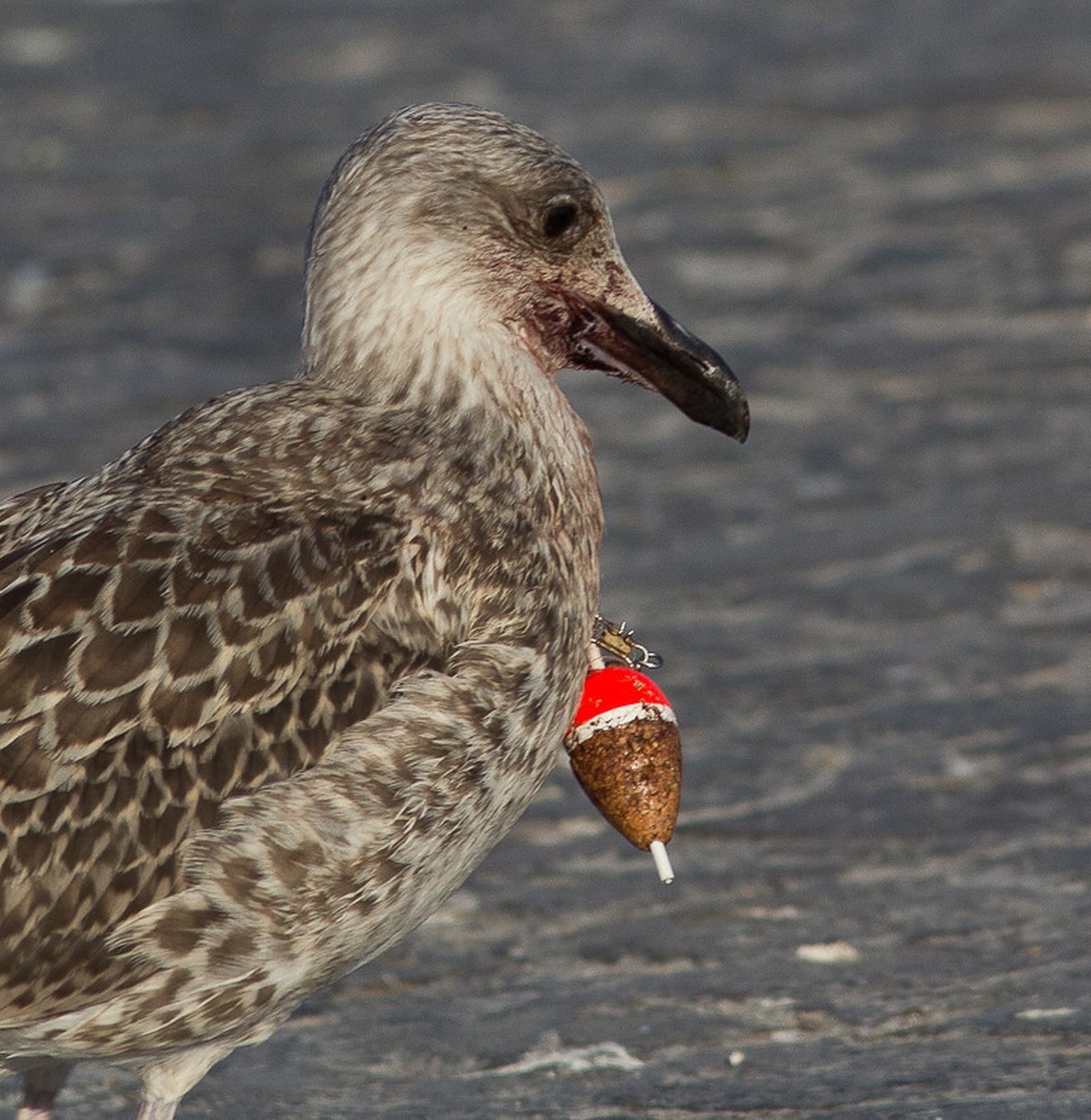Los daños de la pesca recreativa irresponsable en las aves marinas, en fotos