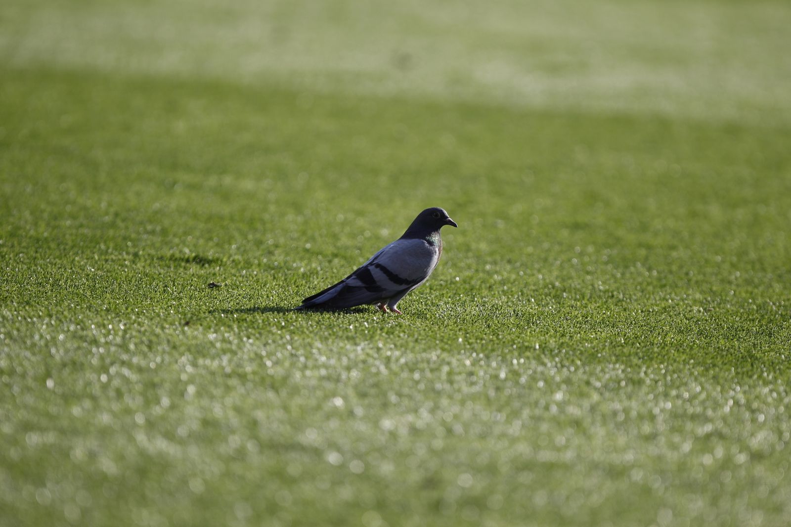 Fotogalería U.D. Almería-Cartagena F.C.