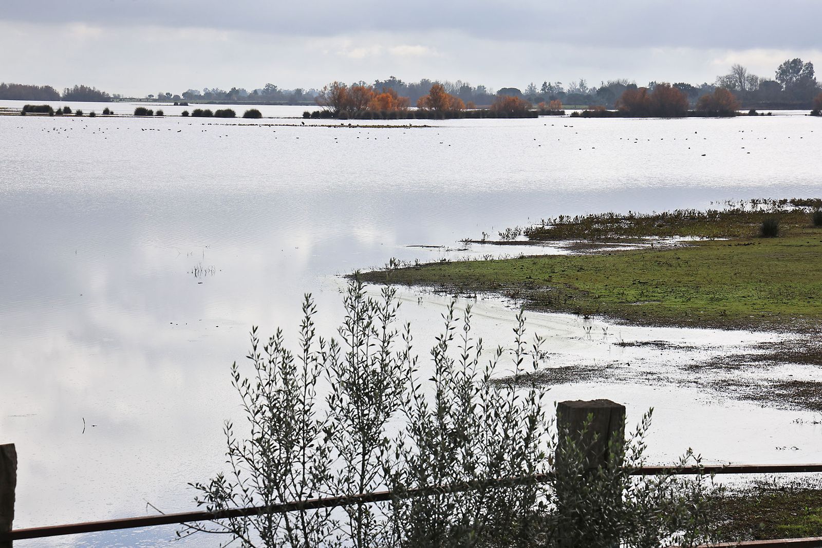Estado actual en el que se encuentran las Marismas del Rocío tras las últimas lluvias