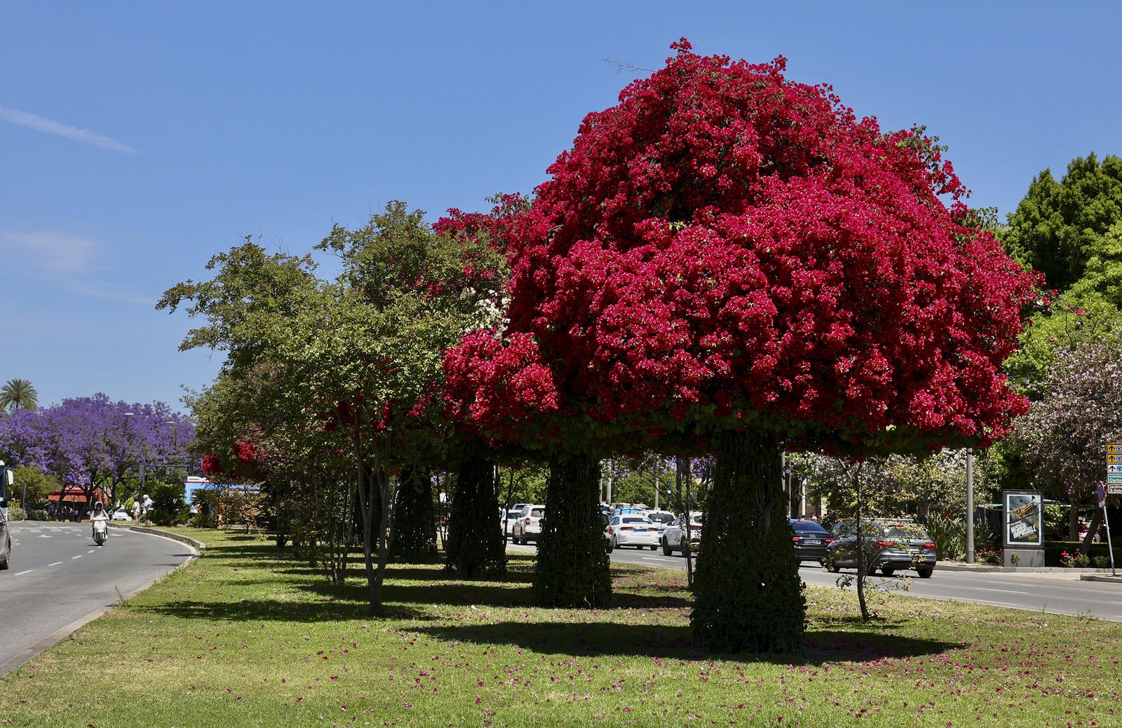 La buganvilla, la otra flor de Sevilla
