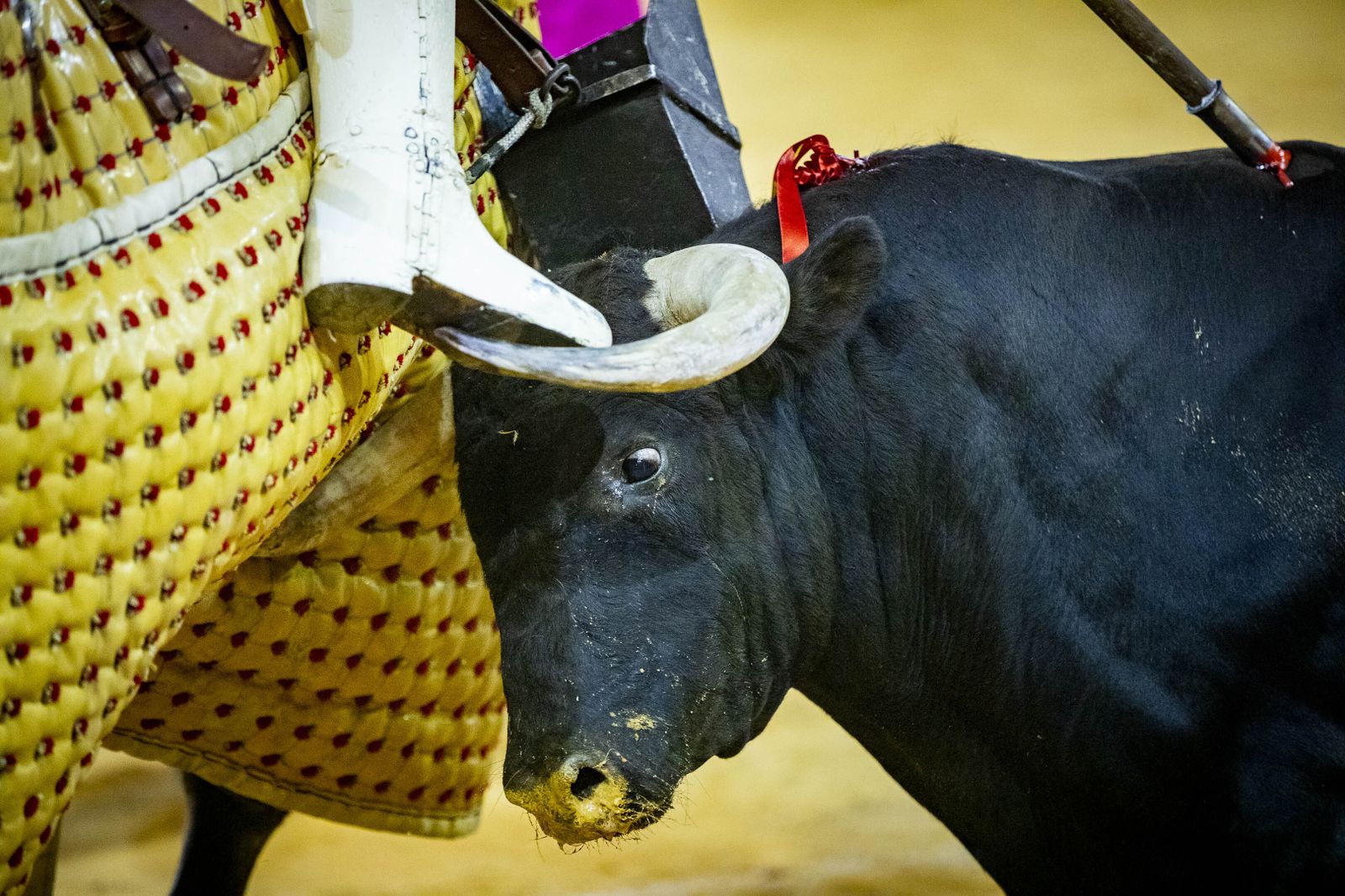 Daniel Crespo, Manzanares y Juan Ortega, en la plaza de toros de El Puerto