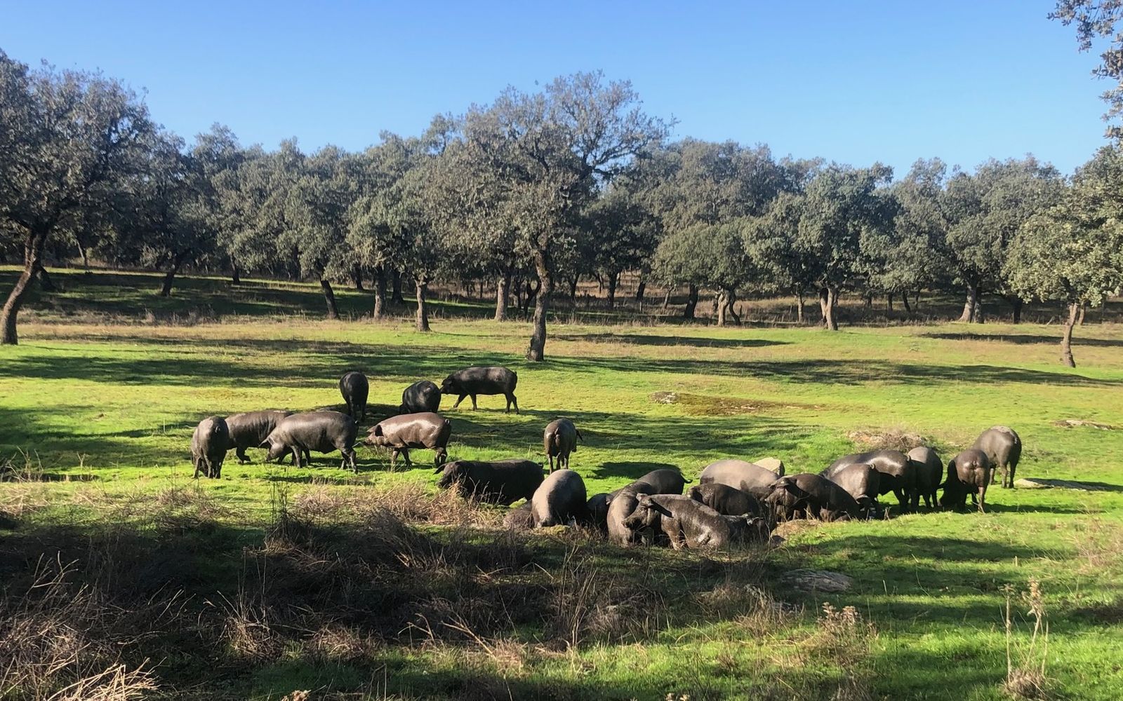 Desarrollor rural de la Dehesa