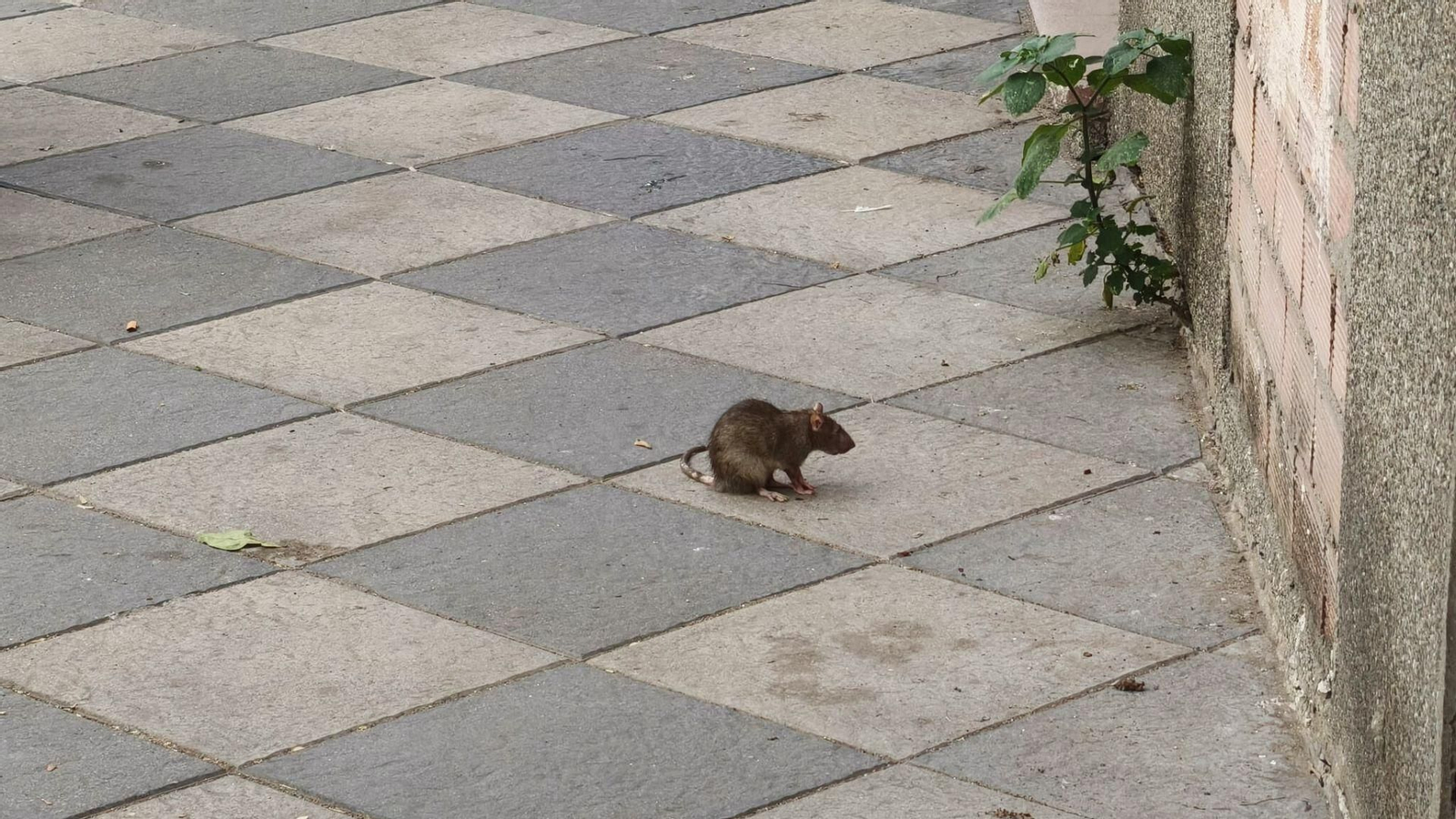 Una rata roba protagonismo en pleno centro de Algeciras.