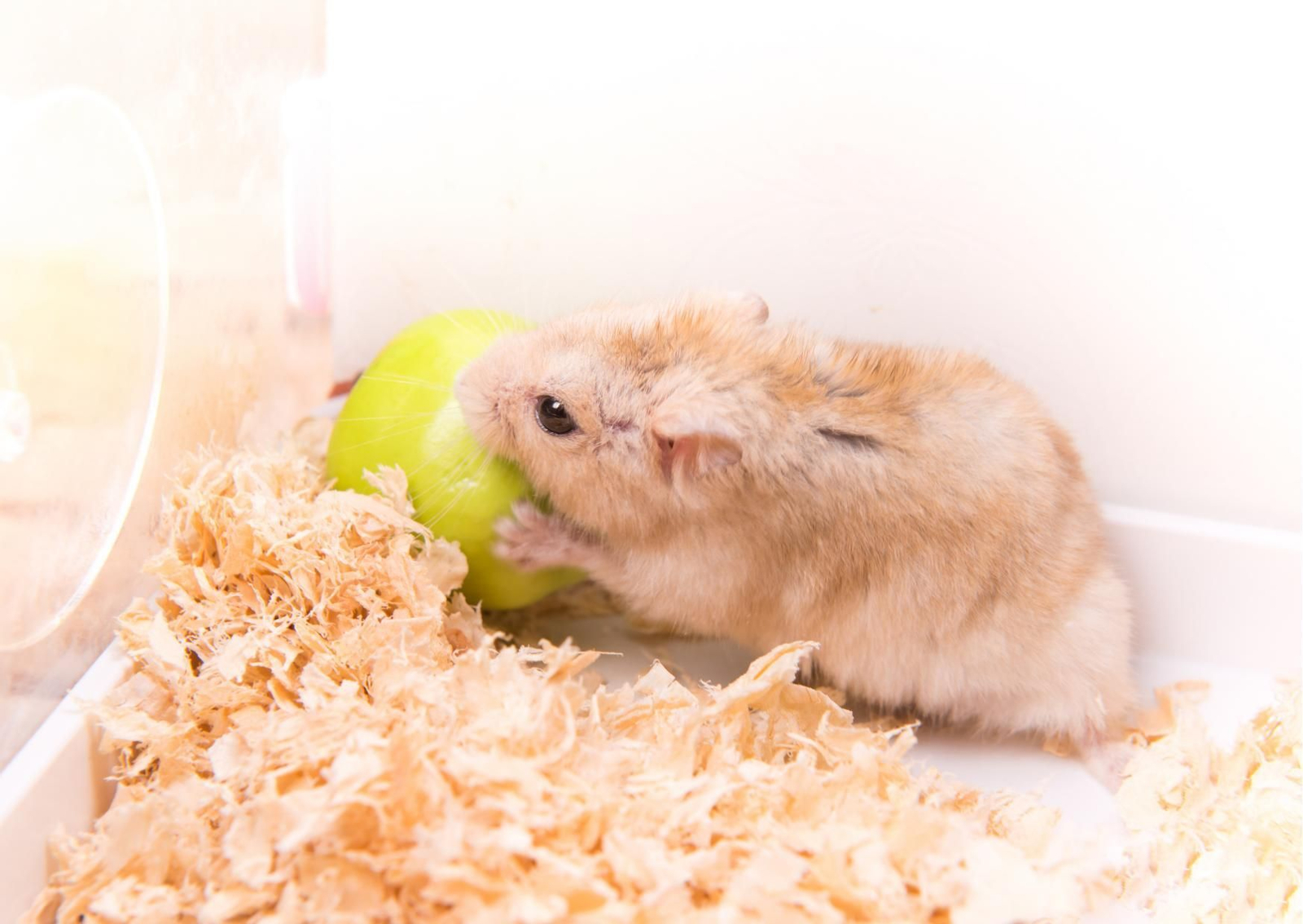 Qué frutas pueden comer los hámsters