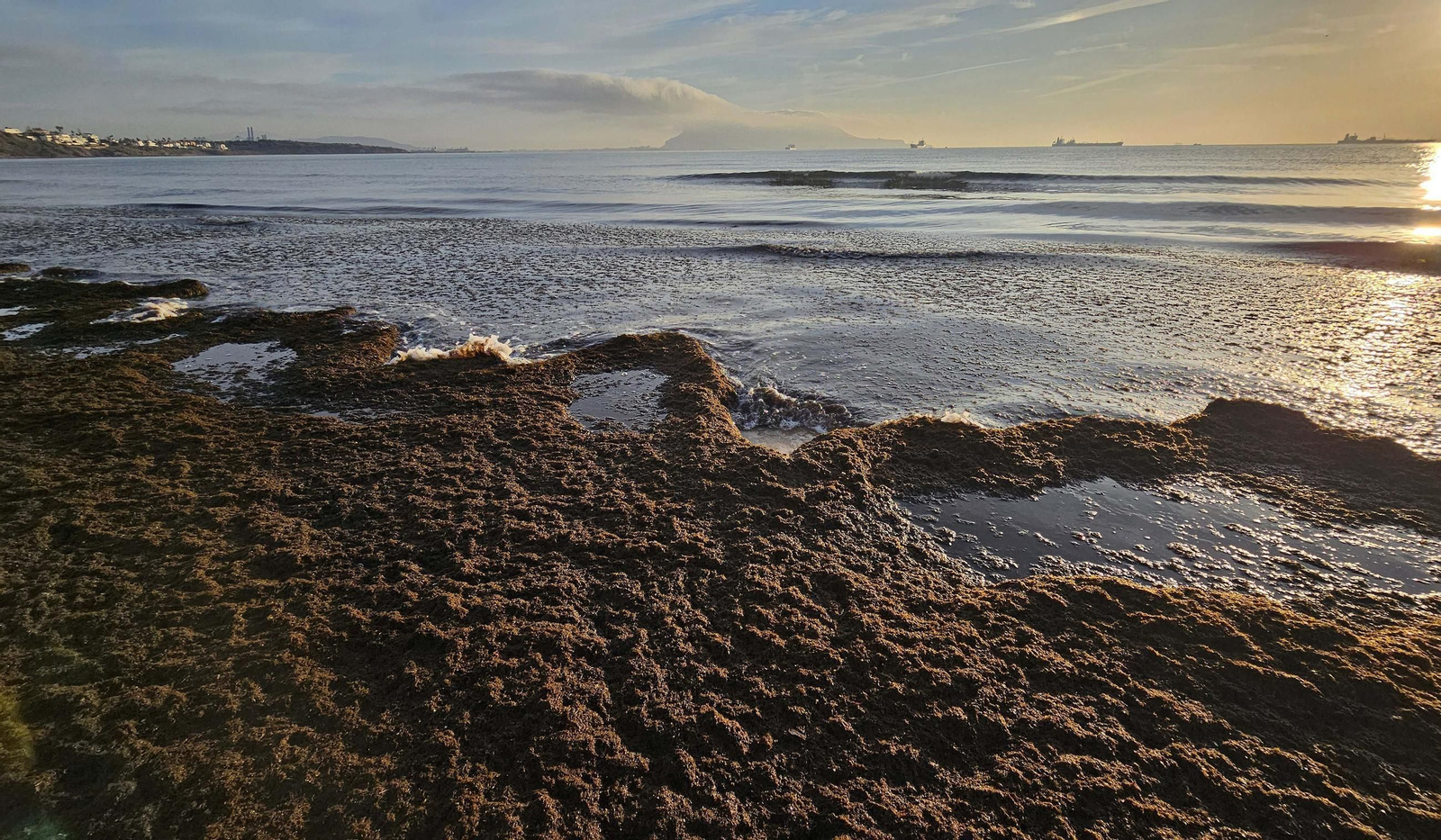 Fotos del nuevo arribazón de alga asiática en la playa de Getares de Algeciras