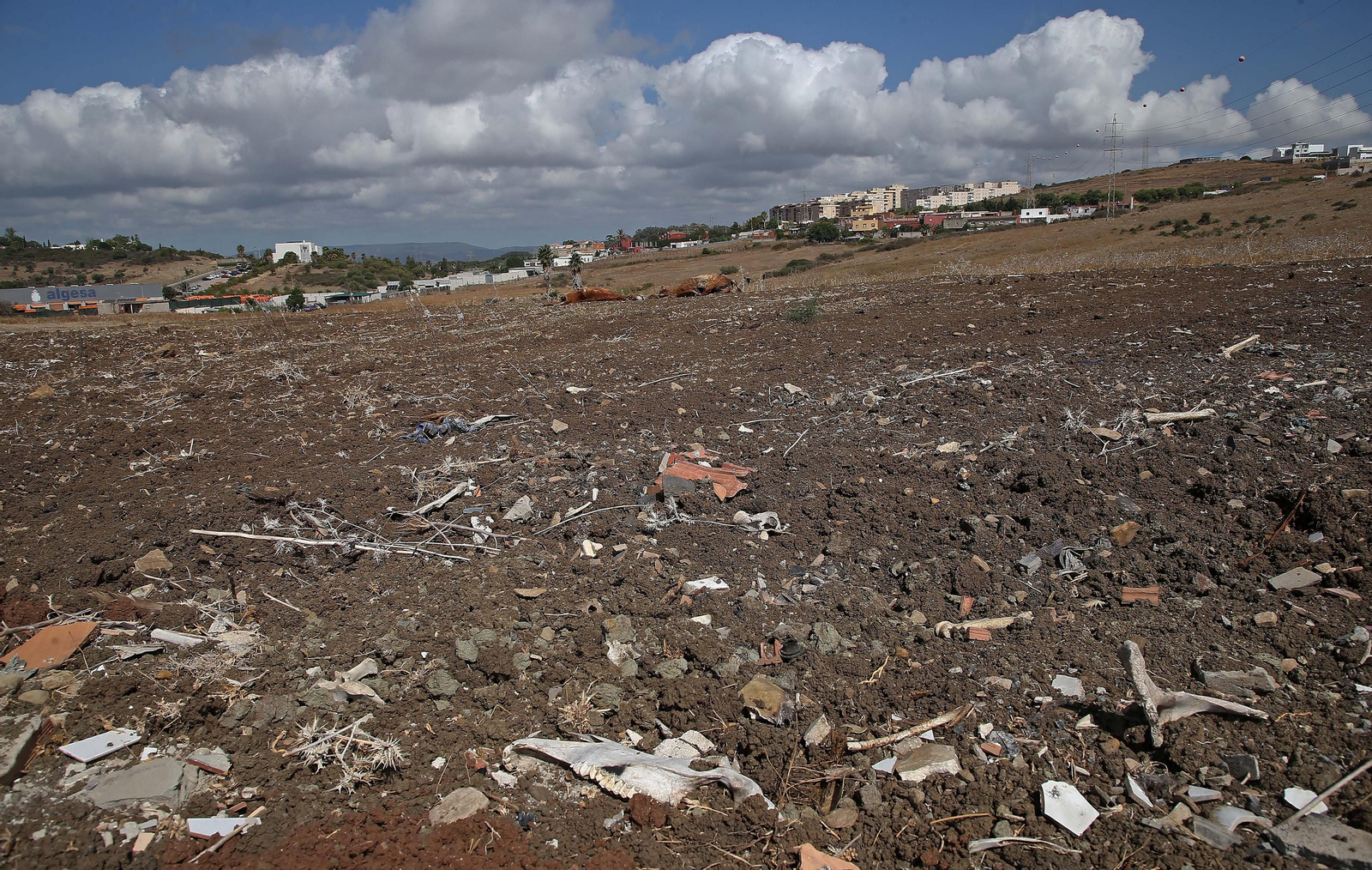 Imágenes de los nuevos cadáveres de caballos en el muladar ilegal de Pajarete en Algeciras