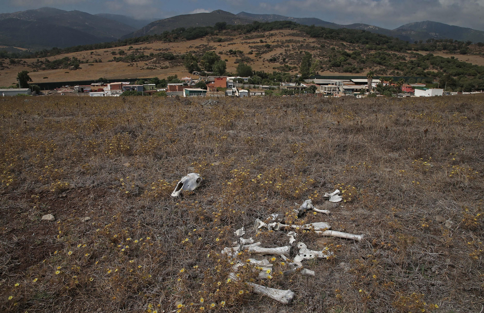 El cementerio ilegal de caballos de Algeciras, en imágenes