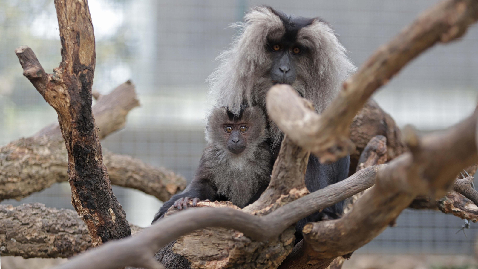 Fotos de los macacos de cola de león del zoo de Castellar