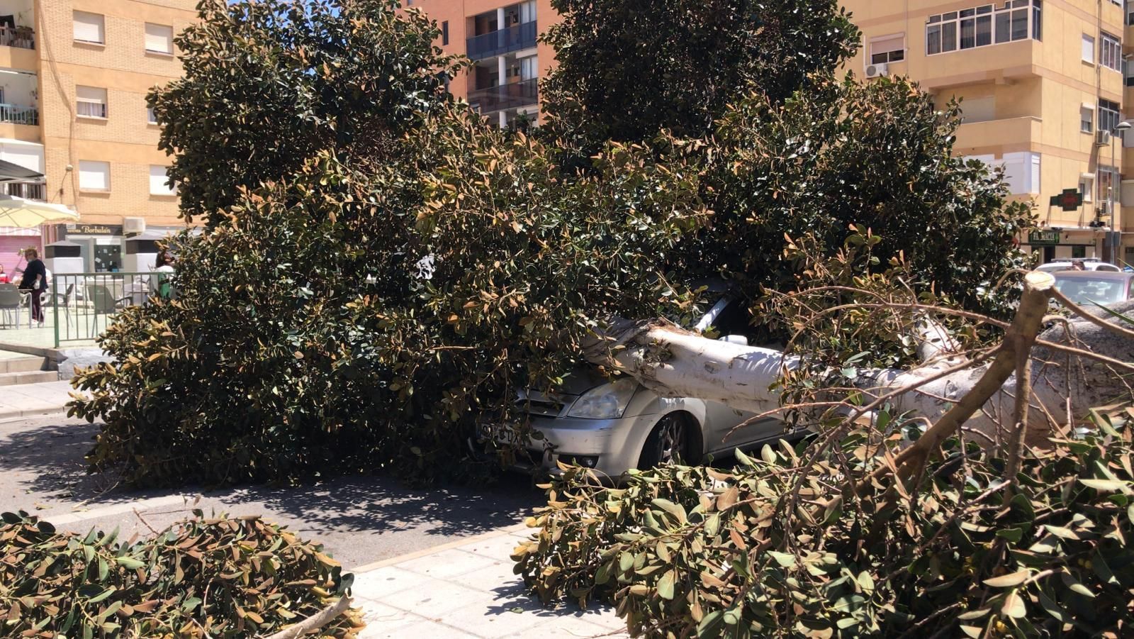 El viento derriba un árbol que cae sobre un vehículo en El Zapillo