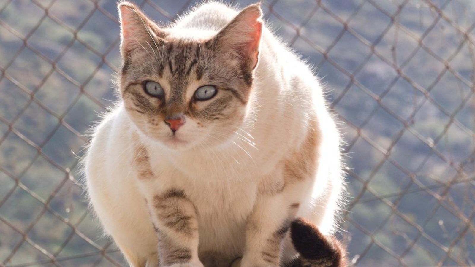 Gato esterilizado por Black