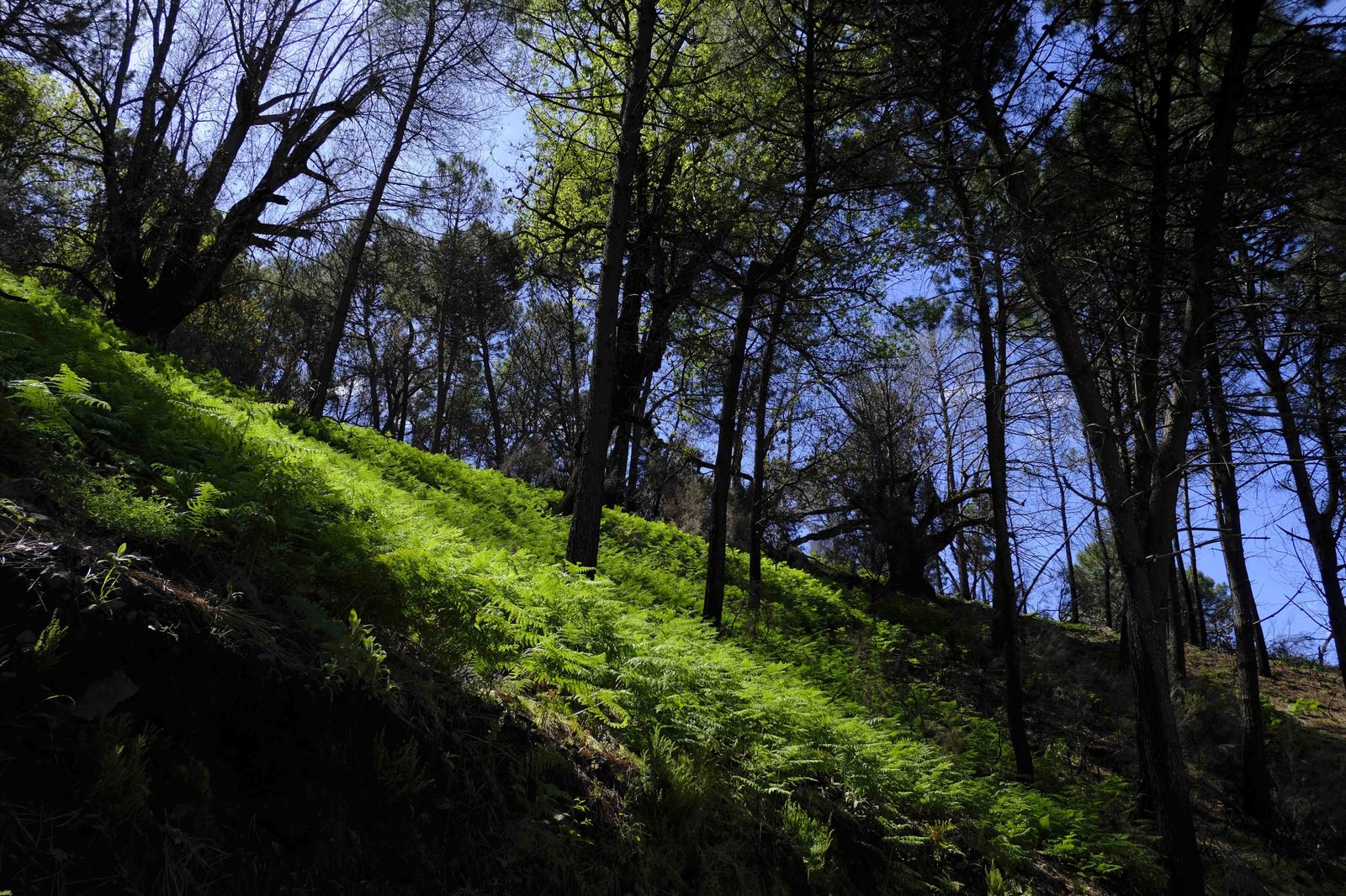 Así se recupera Sierra Bermeja tras el incendio (fotos)