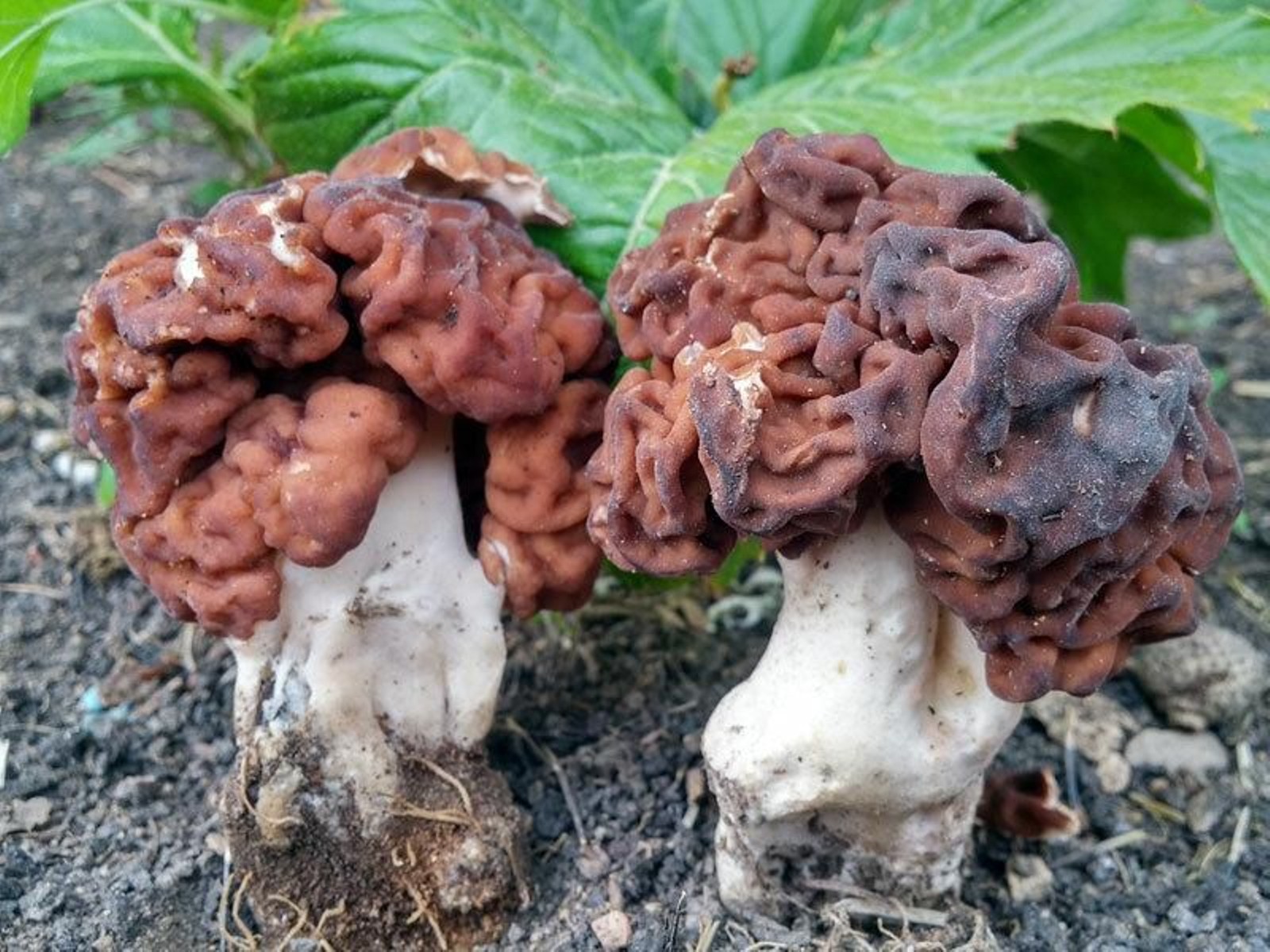 Gyromitra esculenta