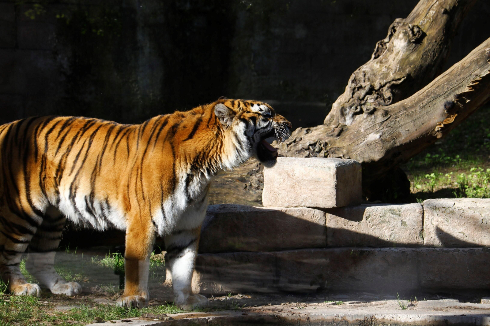 El Zoo de Córdoba recibe a dos tigres de bengala, en imágenes