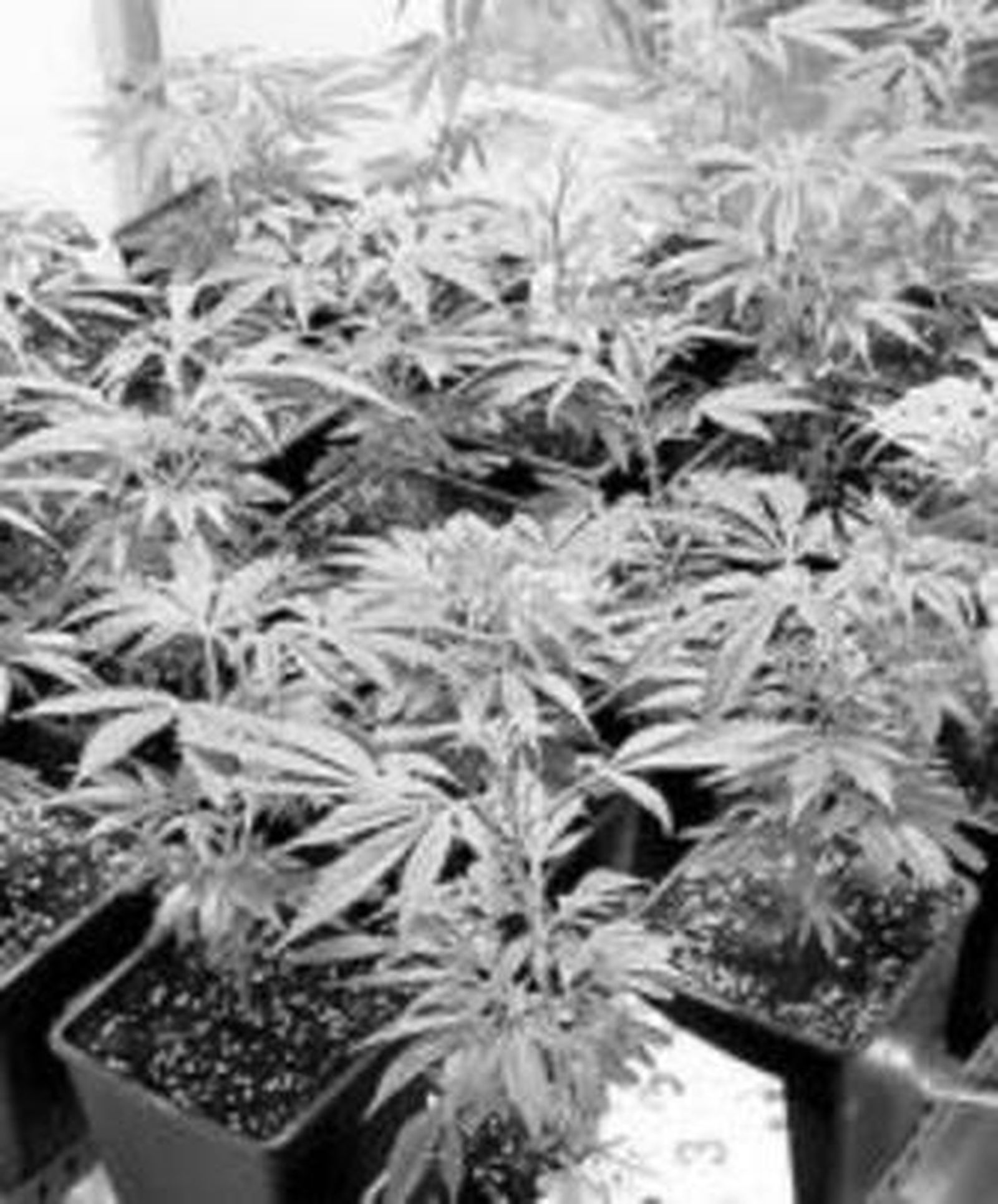 Decomisadas 20 plantas de marihuana en una vivienda particular de Huétor Tájar