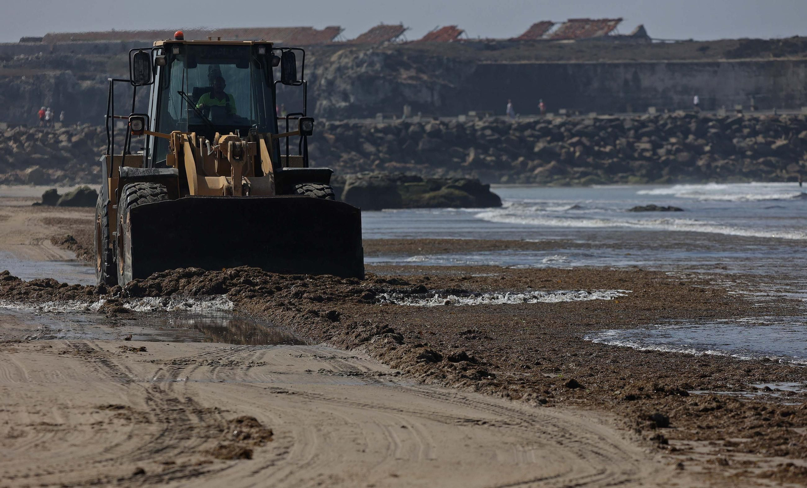 El alga invasora cubre de nuevo la playa de Los Lances en Tarifa