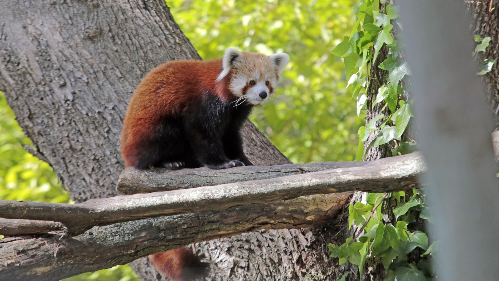 69 aniversario del Zoo de Jerez
