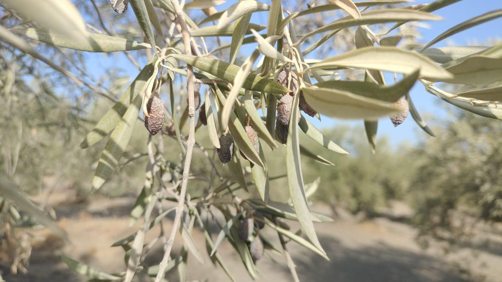 Aceituna arrugada con estrés hídrico evidente en un olivar de Jaén.