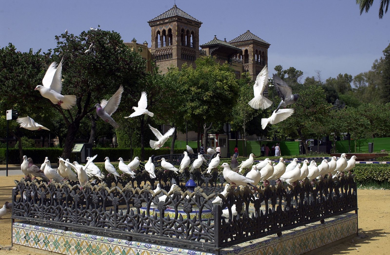 Palomas en la Plaza de España.