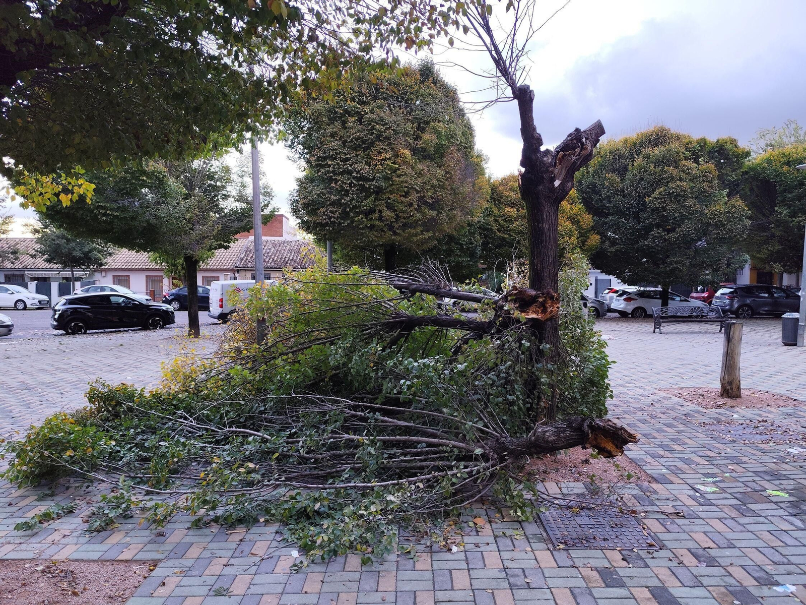 El rastro que deja la borrasca Claudia en Córdoba: anegaciones, árboles caídos y destrozos