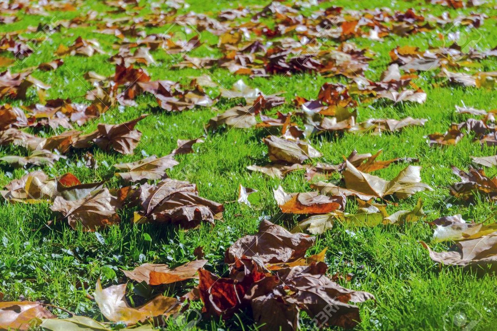 Un estudio demuestra que la hojarasca contiene radicales libres persistentes que pueden ser perjudiciales para la salud