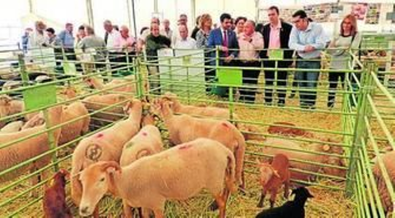 La oveja lojeña, la gran protagonista de la IX edición de la Feria Ganadera