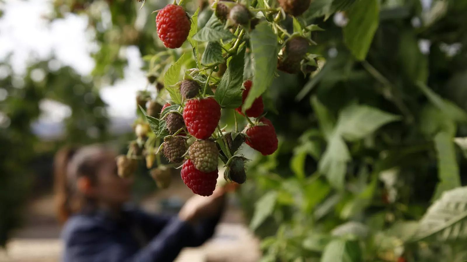 Plantación de frambuesas en una finca de Huelva.