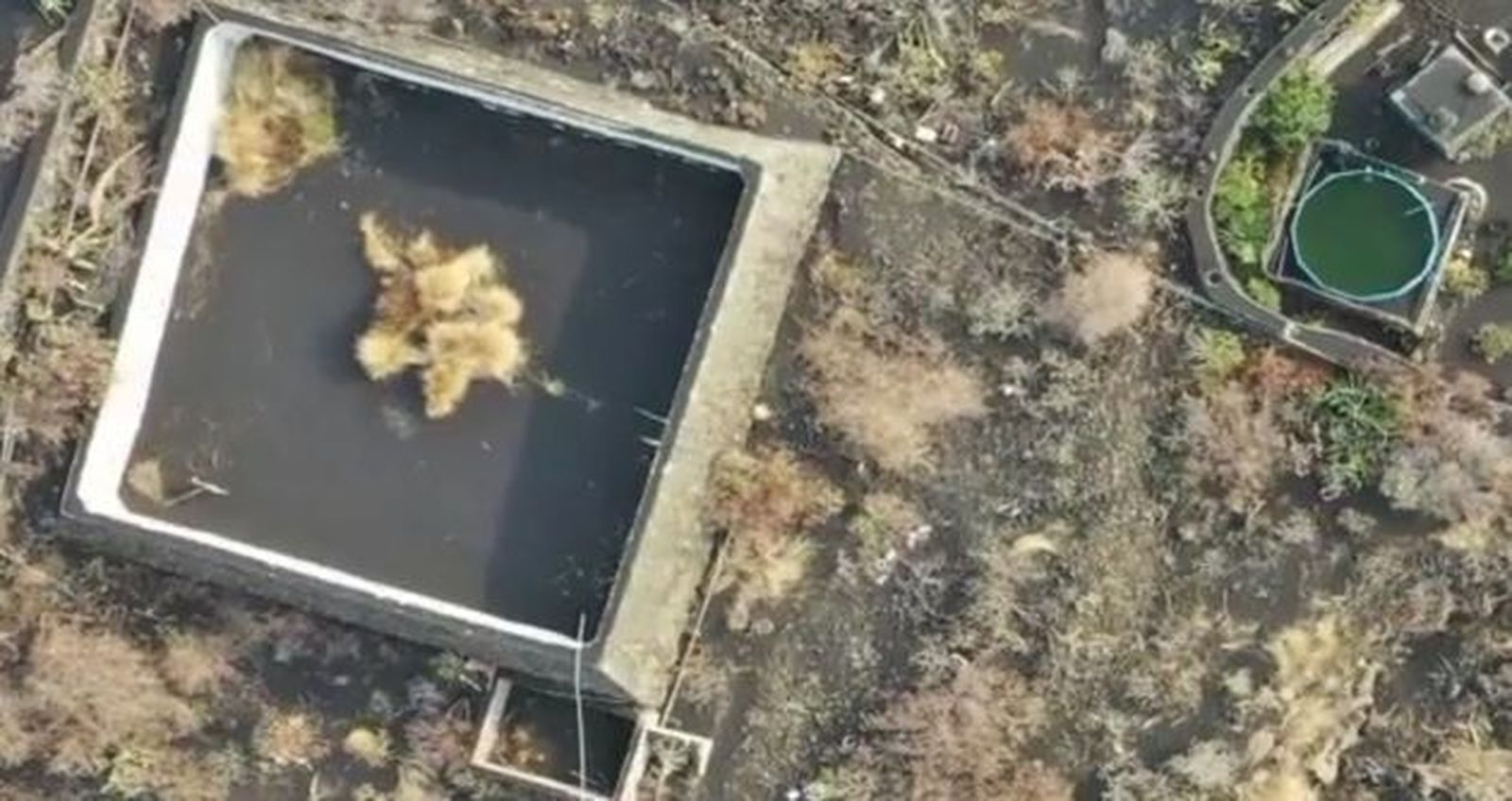 Vídeo del gato atrapado en un estanque rodeado de lava en La Palma