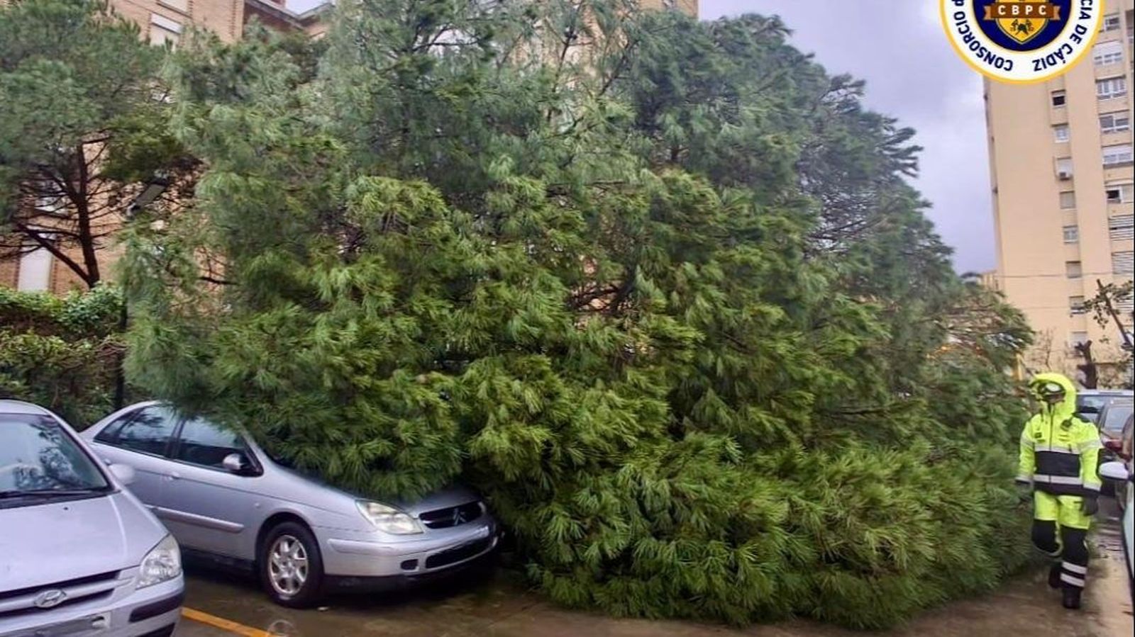 Los bomberos retiran un árbol caído en la calle Ramón Puyol de Algeciras.